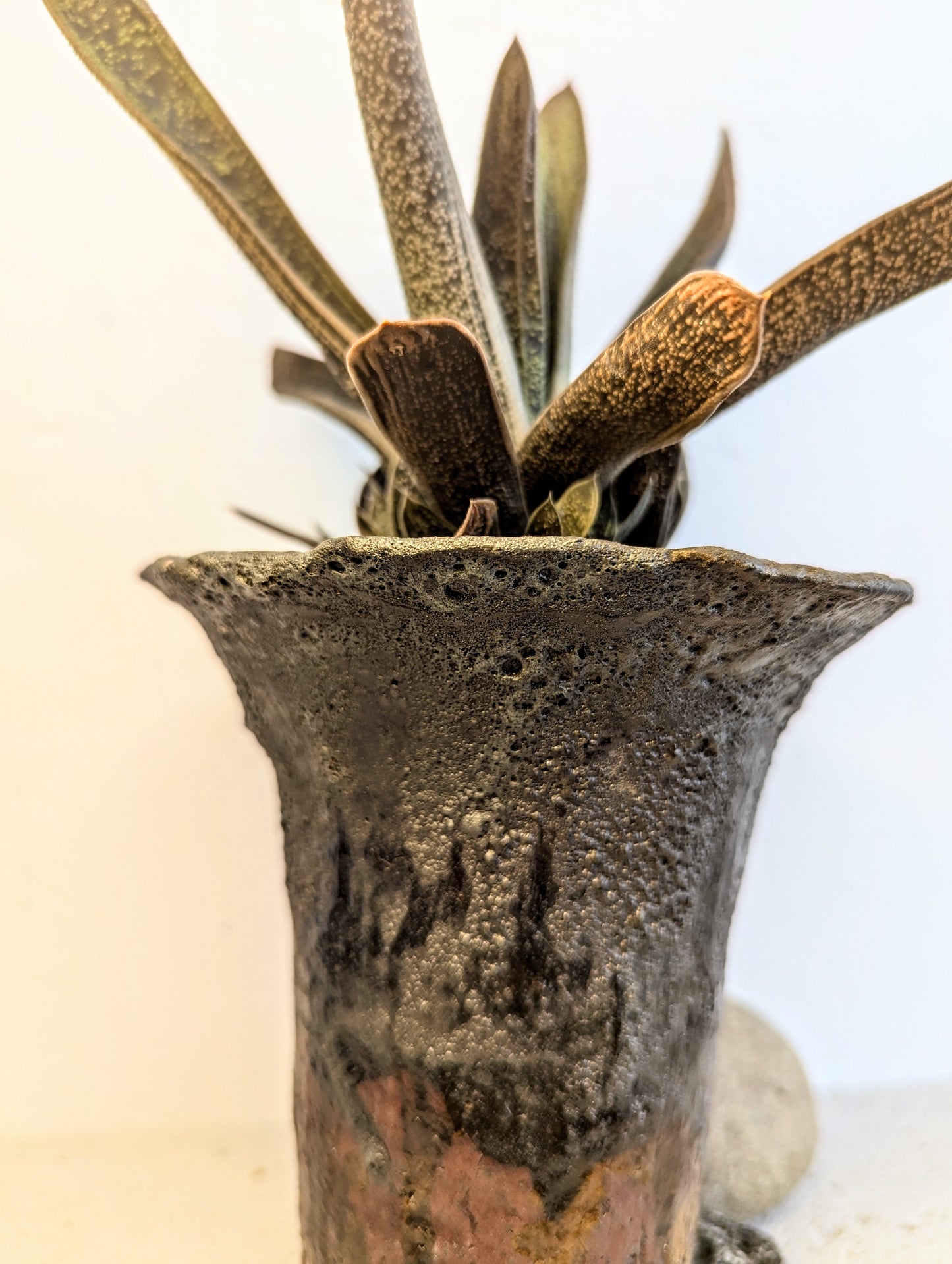 Gasteria Little Warty