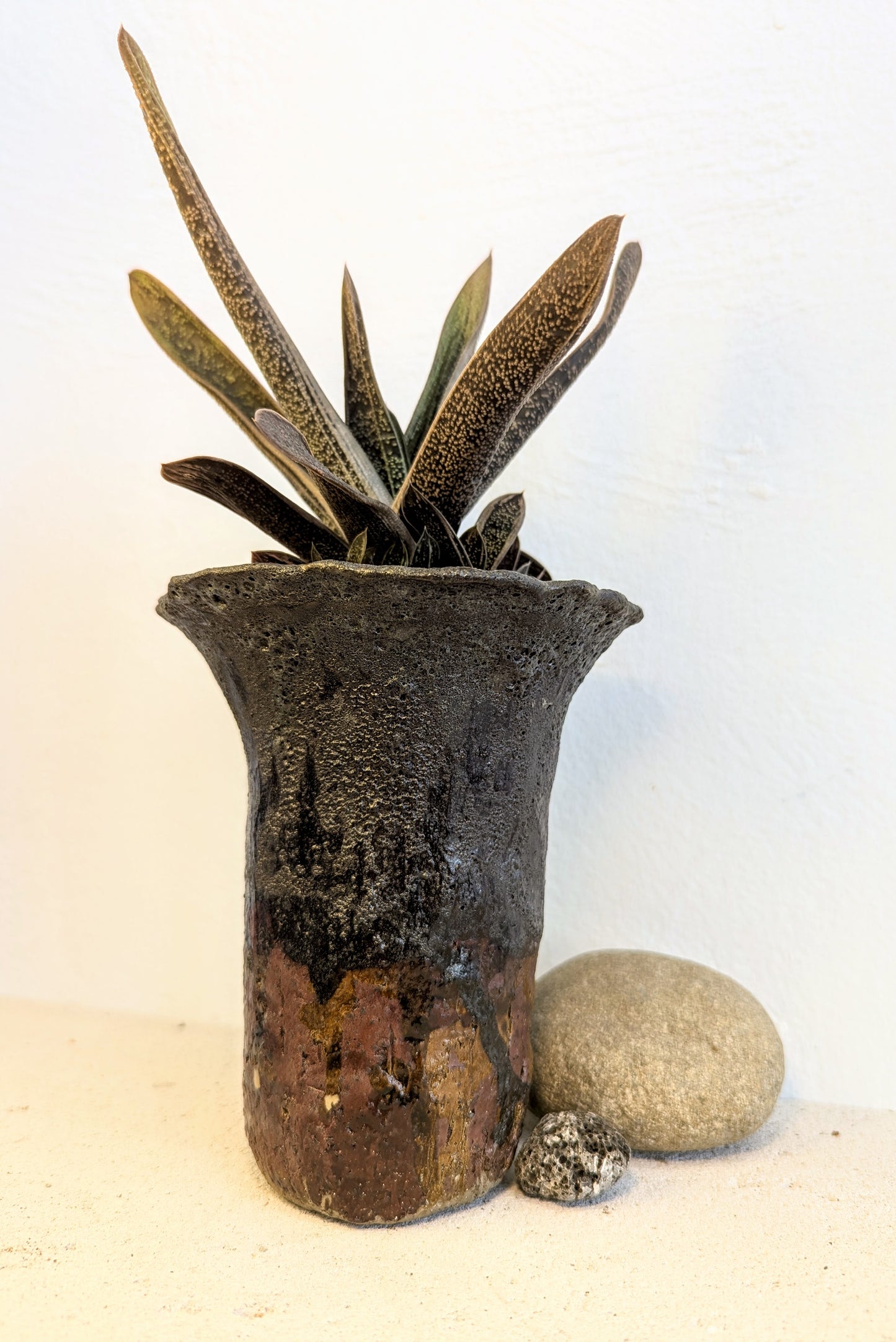 Gasteria Little Warty