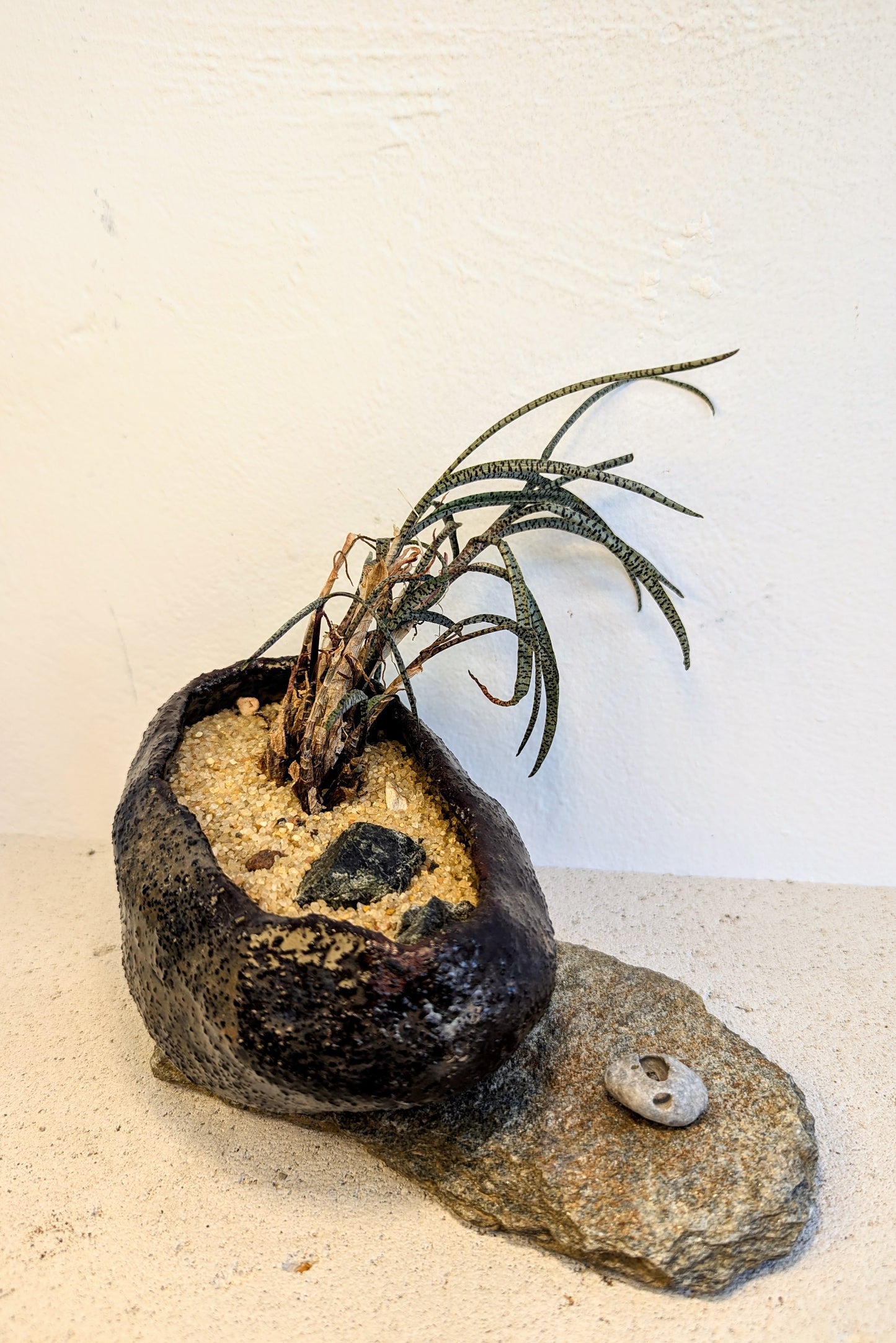 Ledebouria Socialis
