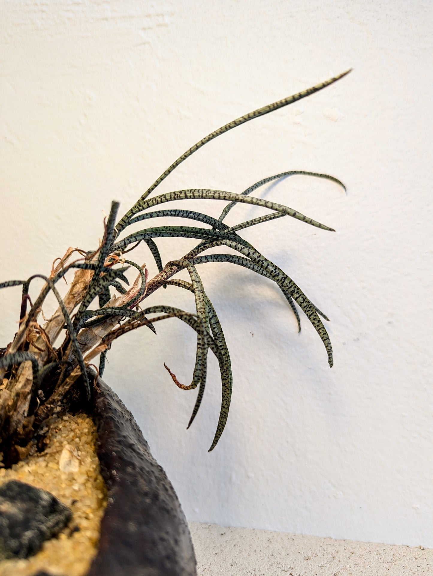 Ledebouria Socialis