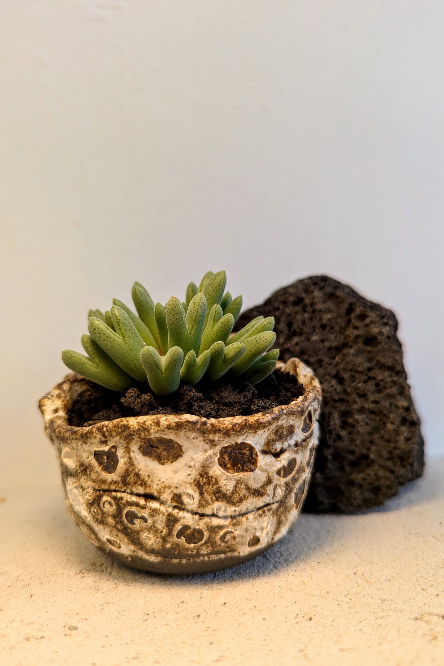 Conophytum Quaesitum