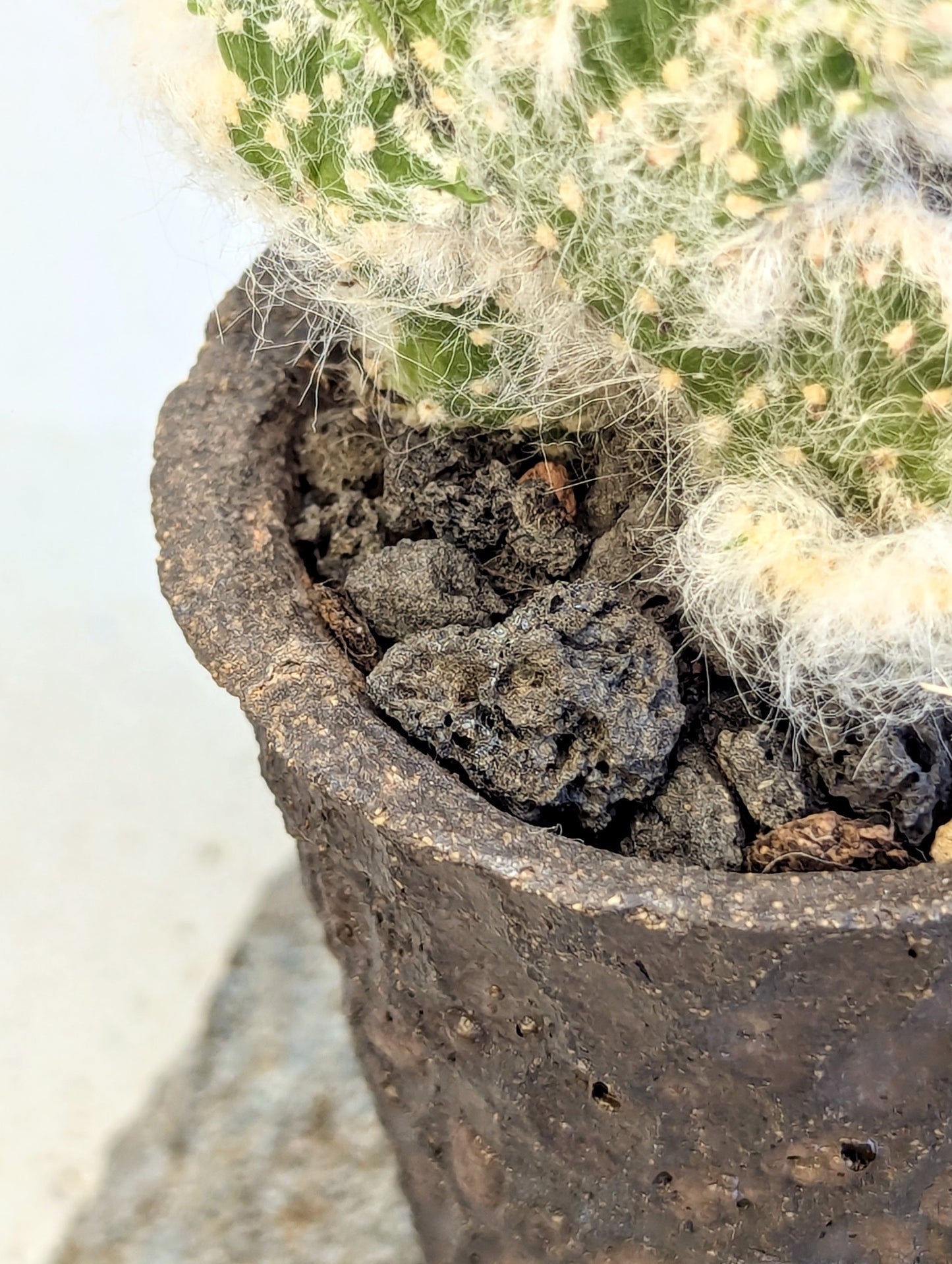 Austrocylindropuntia Vestita Cristata