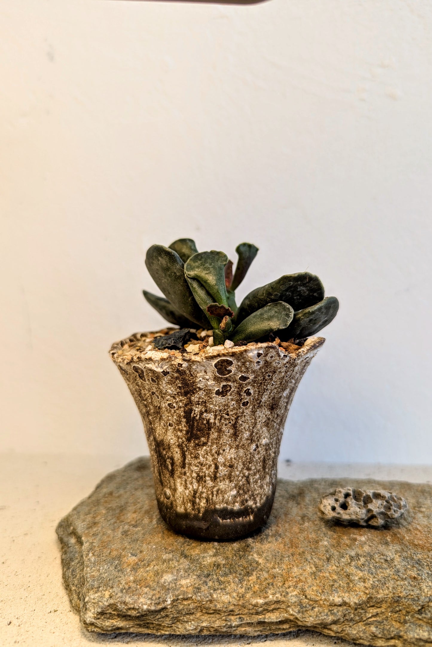 Adromischus Cooperi