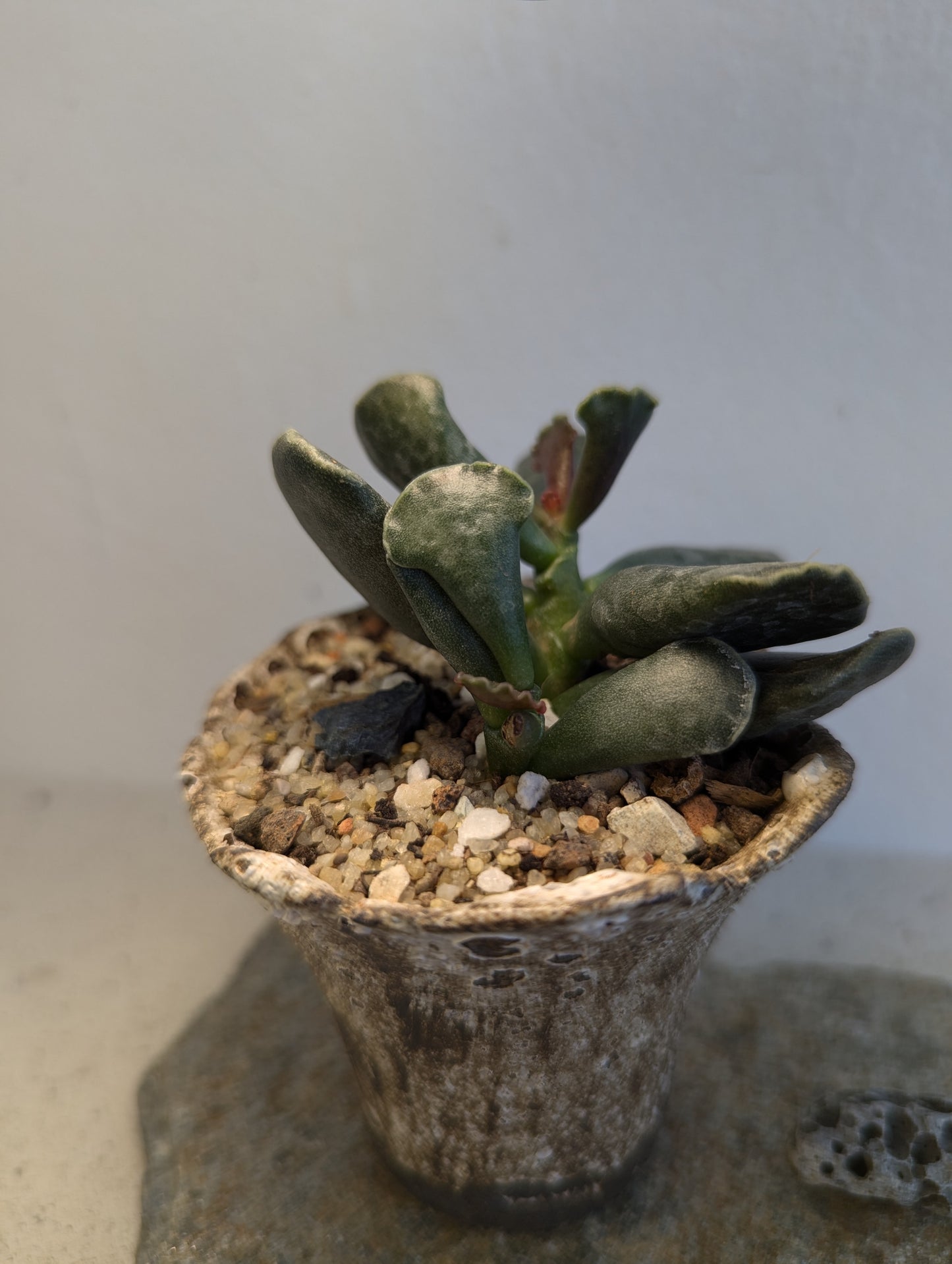 Adromischus Cooperi