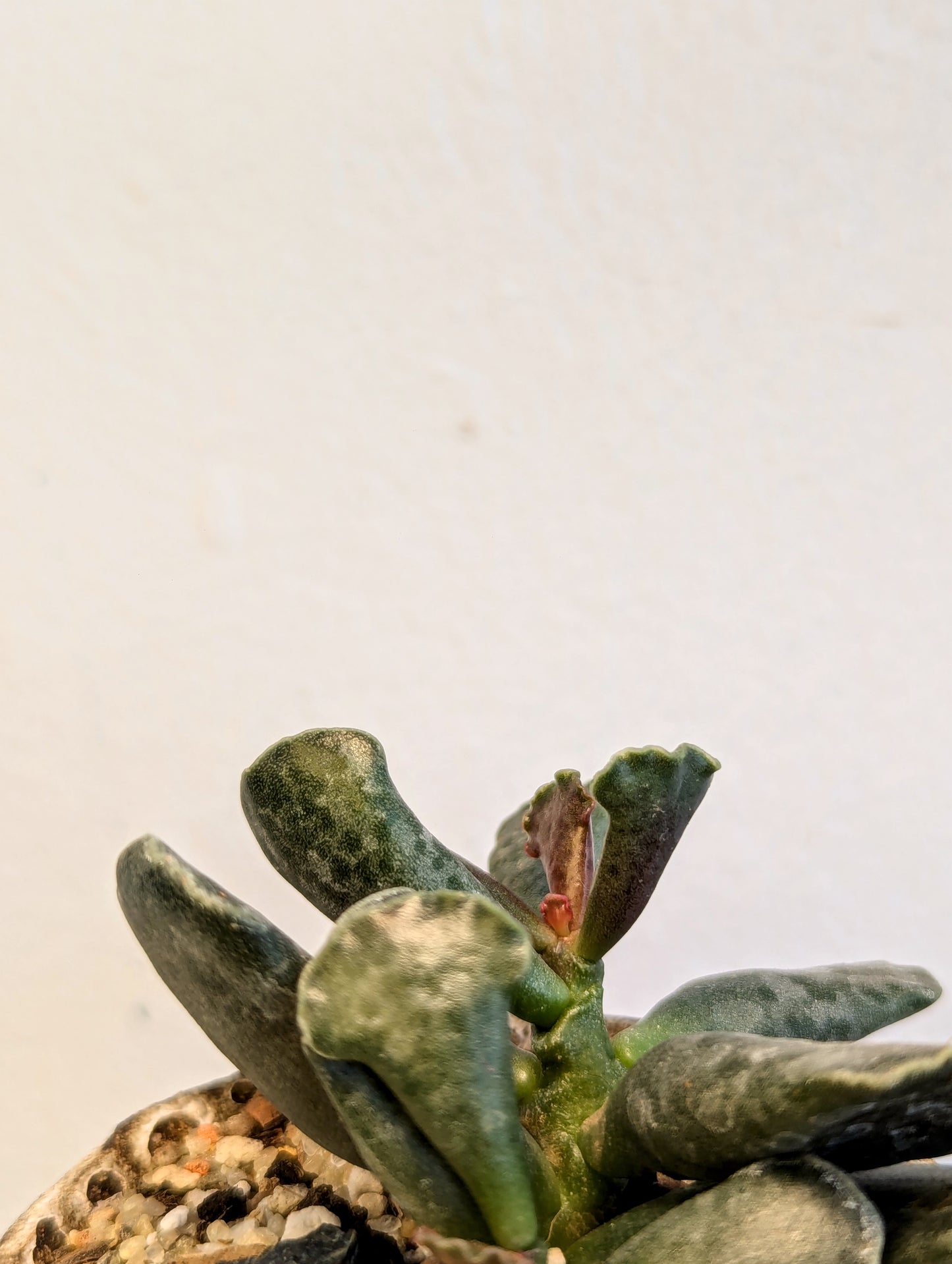 Adromischus Cooperi