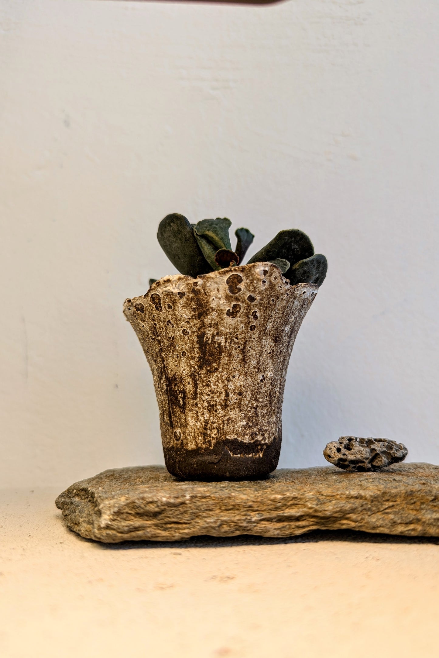 Adromischus Cooperi