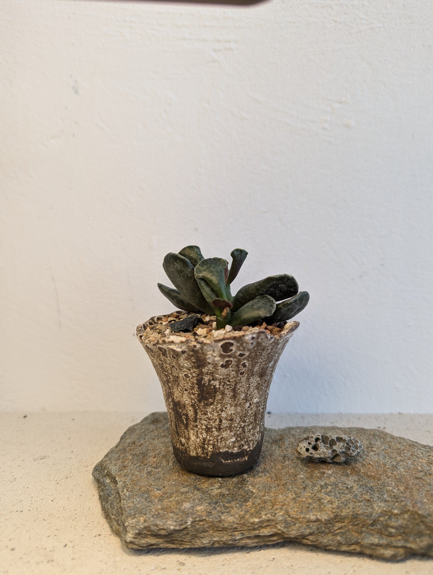 Adromischus Cooperi
