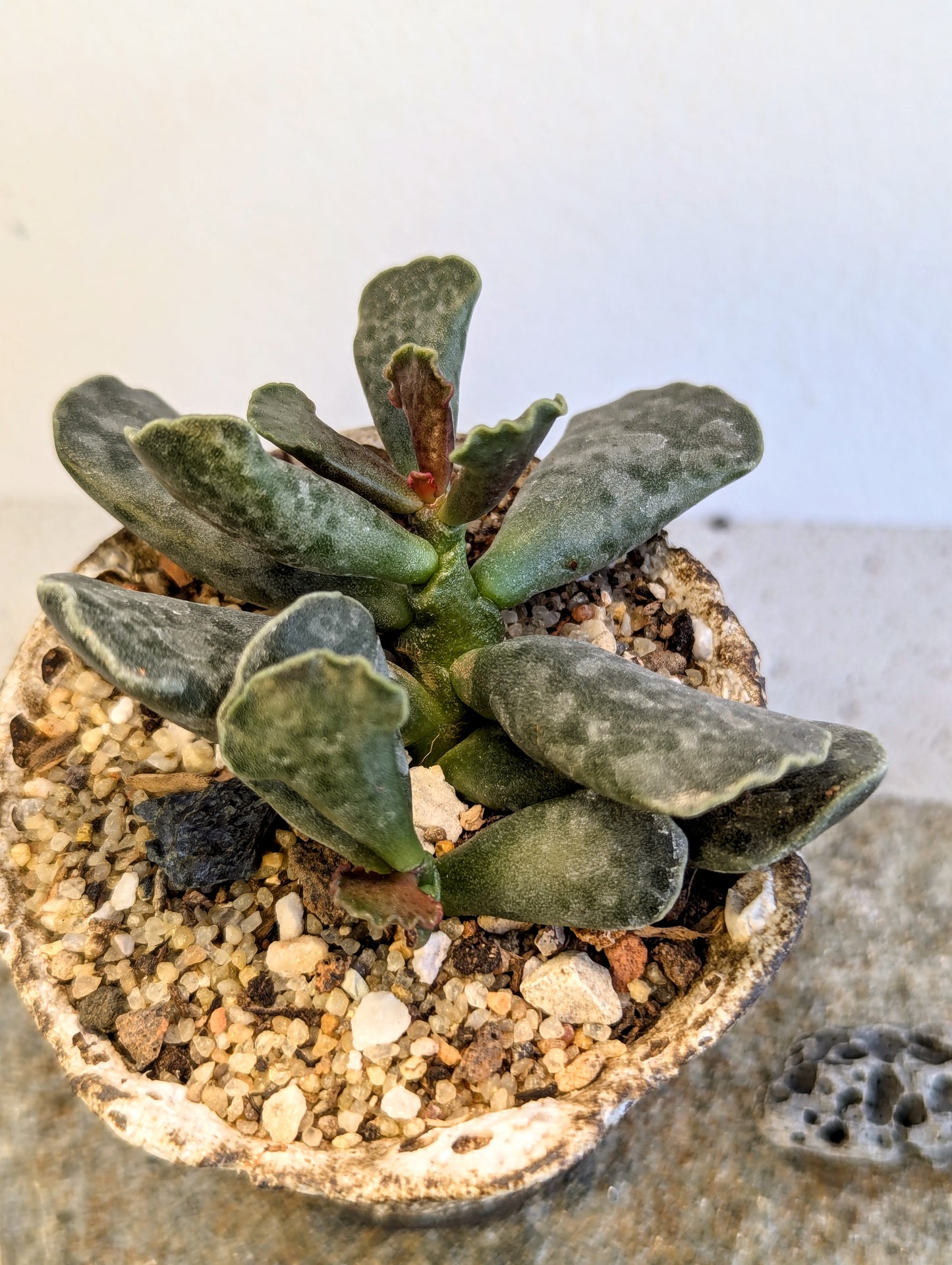 Adromischus Cooperi