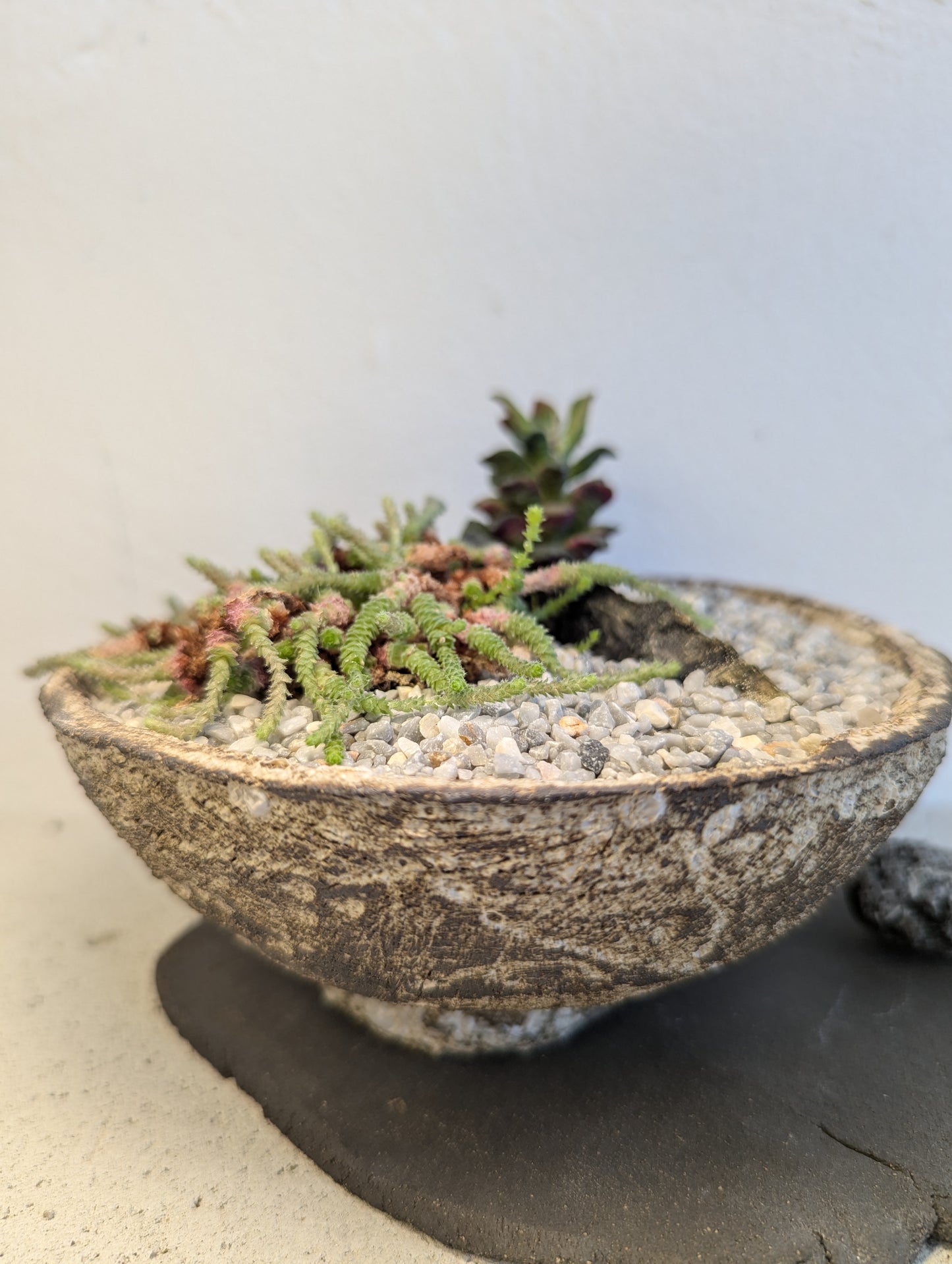 Succulent Rock Garden