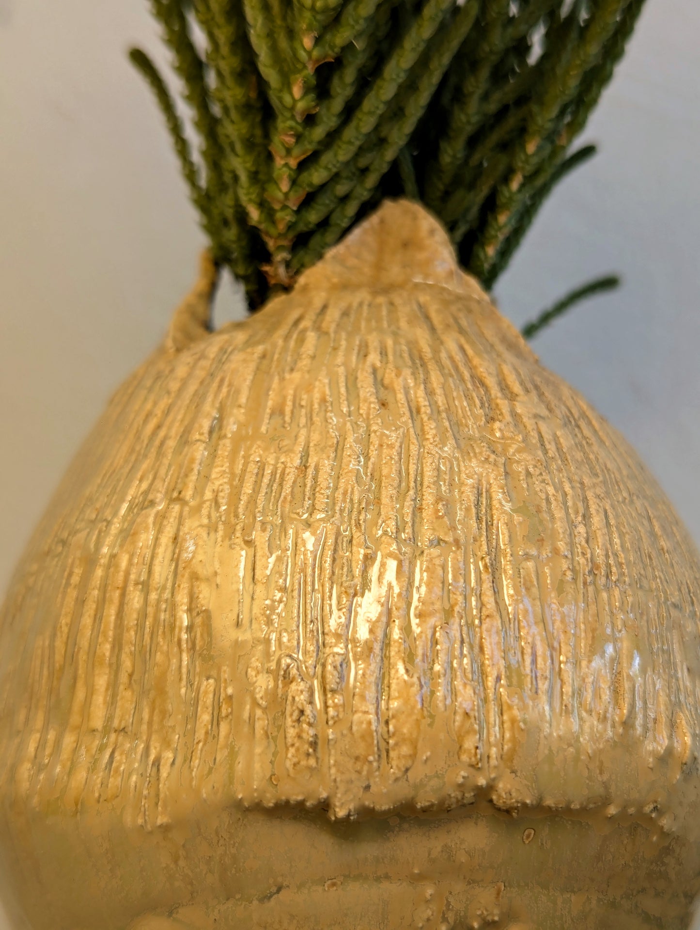 Crassula Lycopodioides