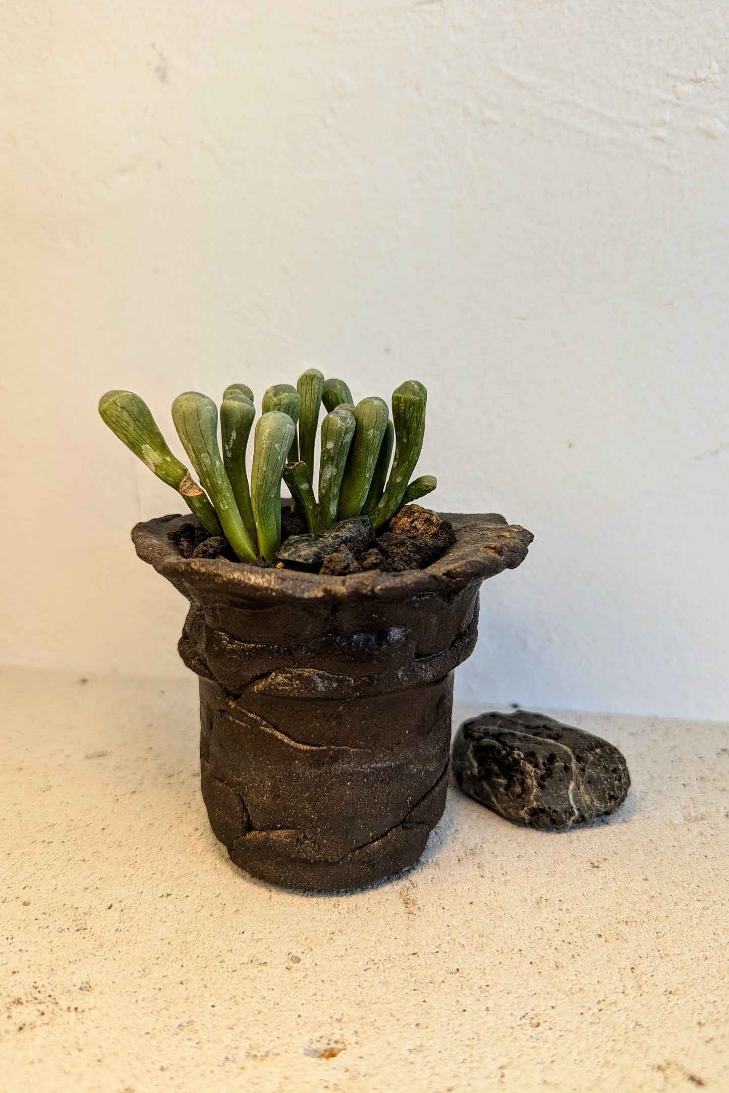 Fenestraria Rhopalophylla