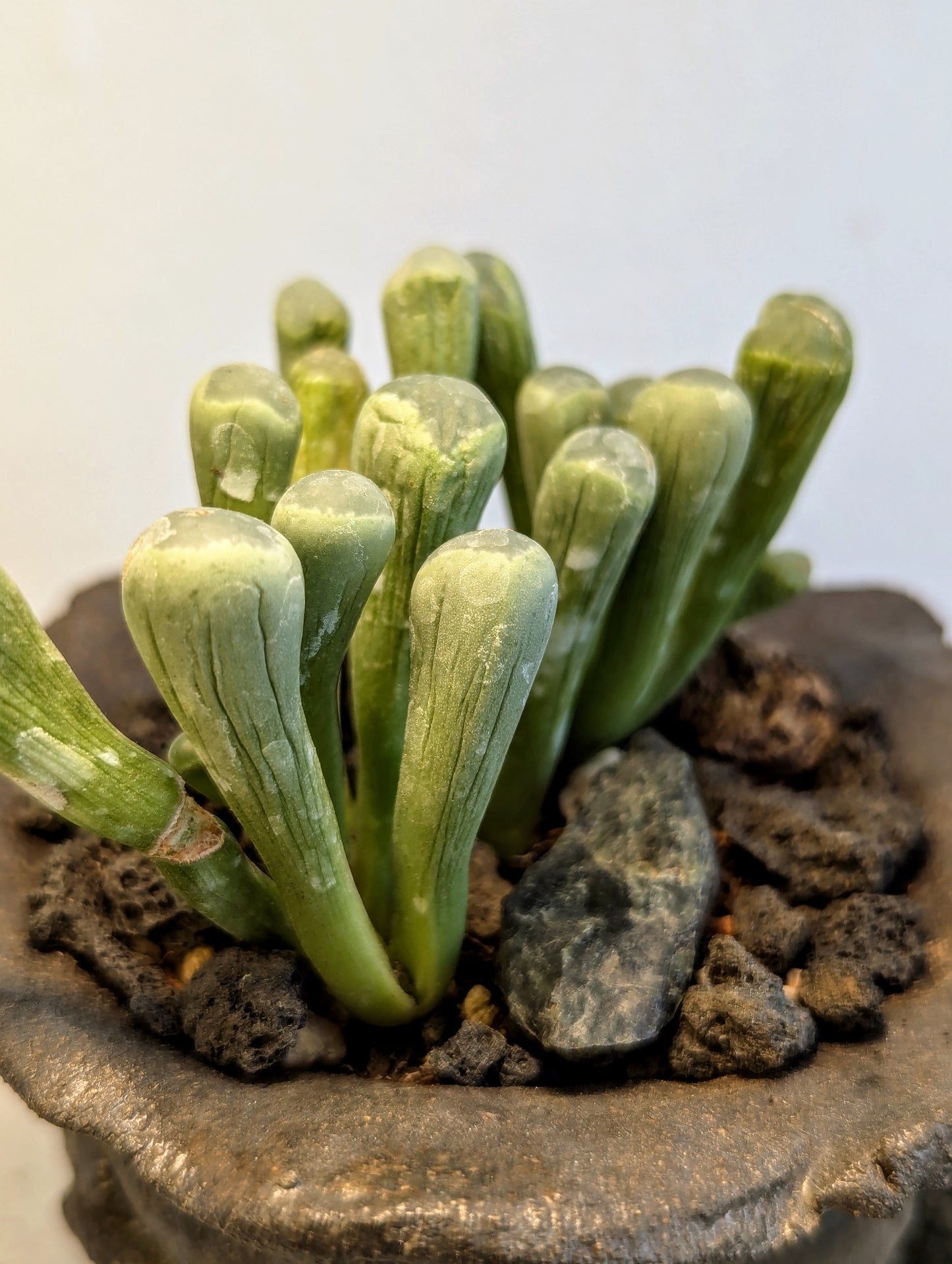 Fenestraria Rhopalophylla