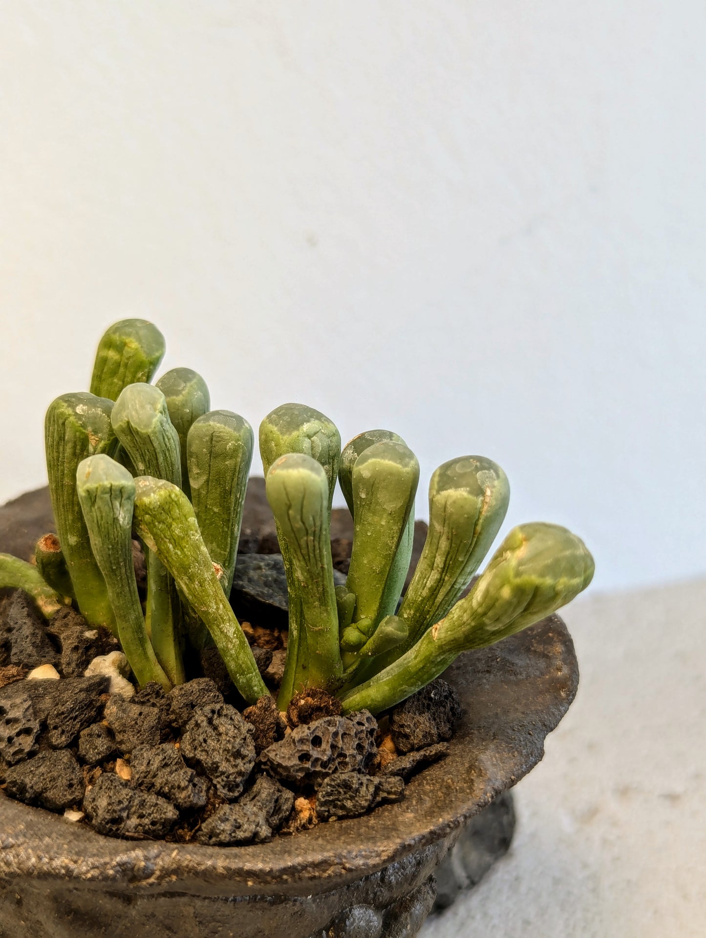 Fenestraria Rhopalophylla