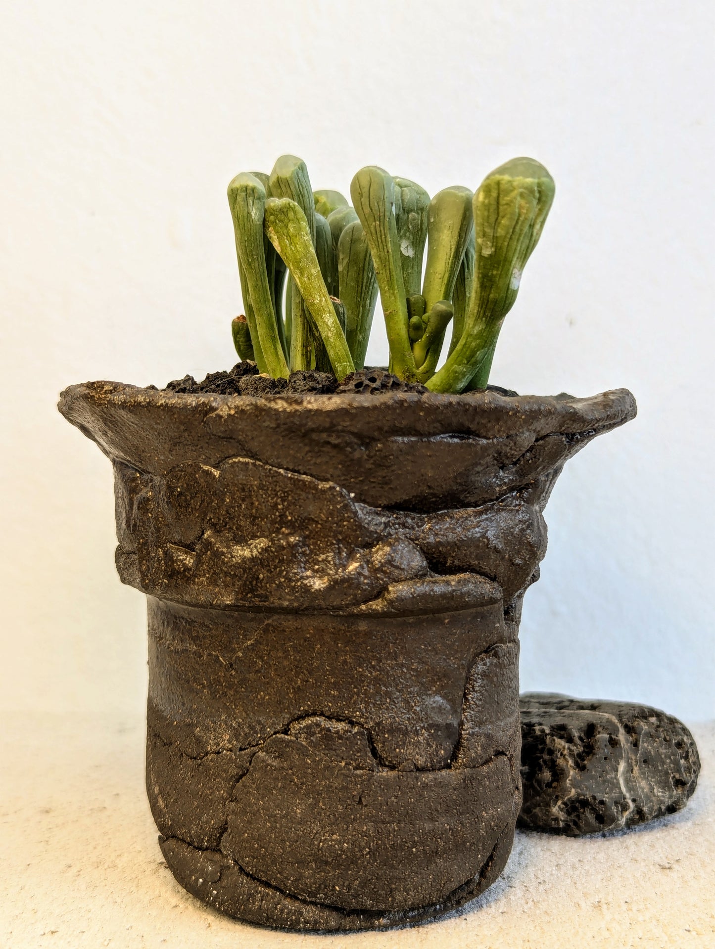 Fenestraria Rhopalophylla