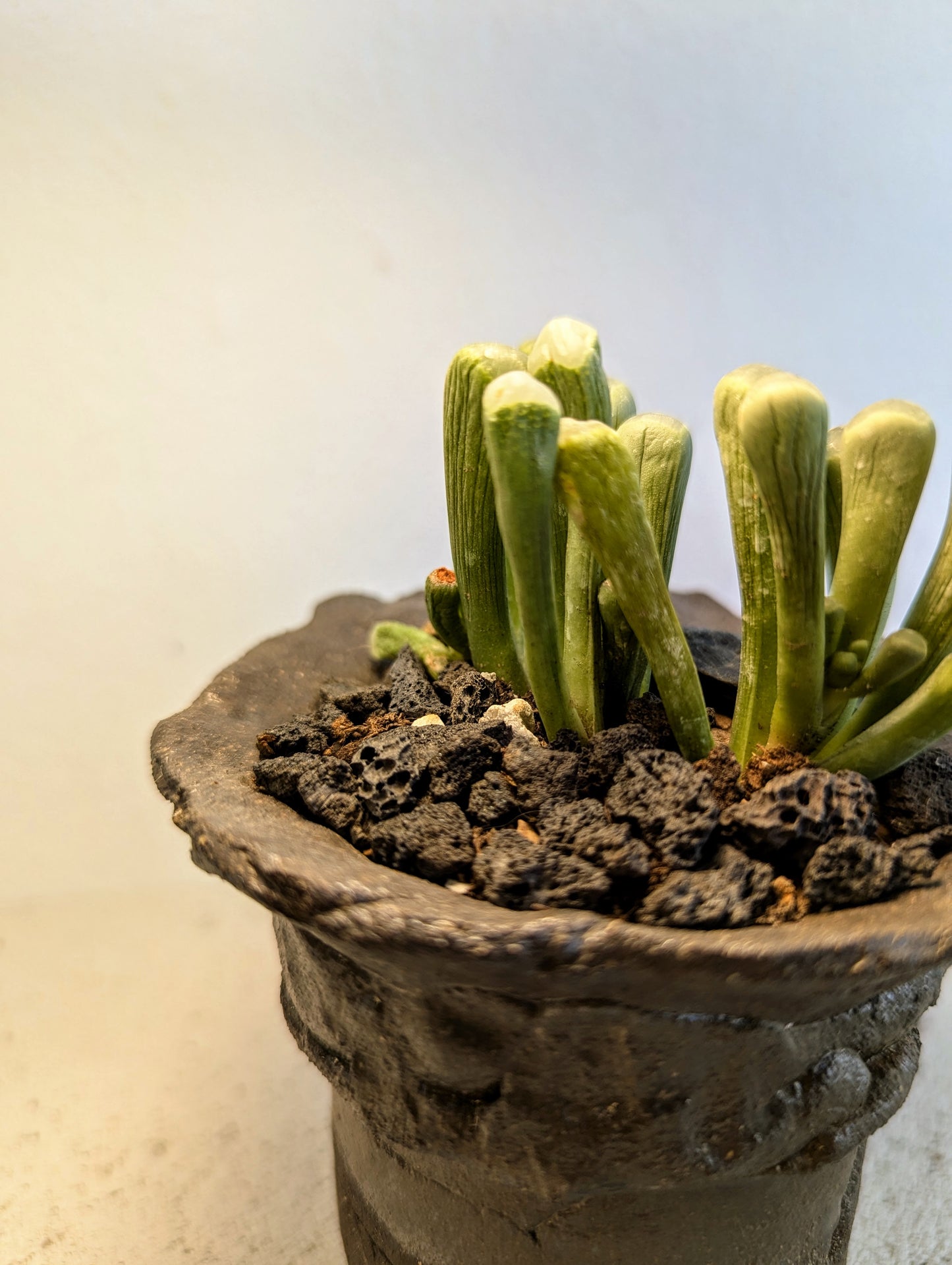 Fenestraria Rhopalophylla
