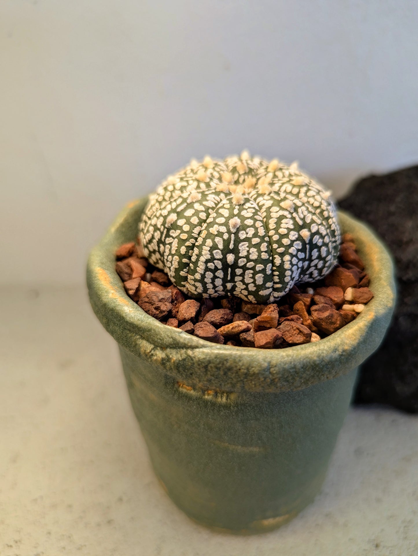 Astrophytum Asterias Superkabuto Starshape