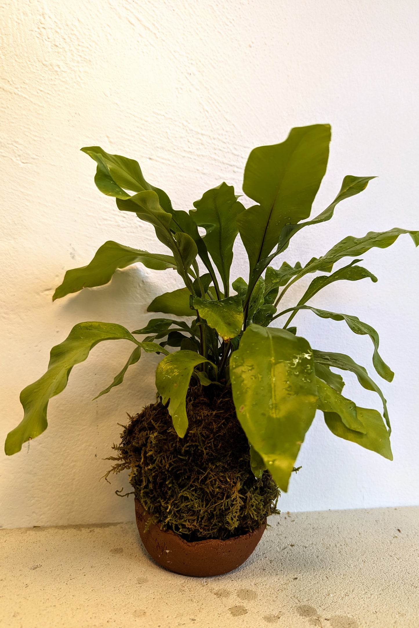 Kokedama Asplenium Nidus & Κεραμικό Πιάτο