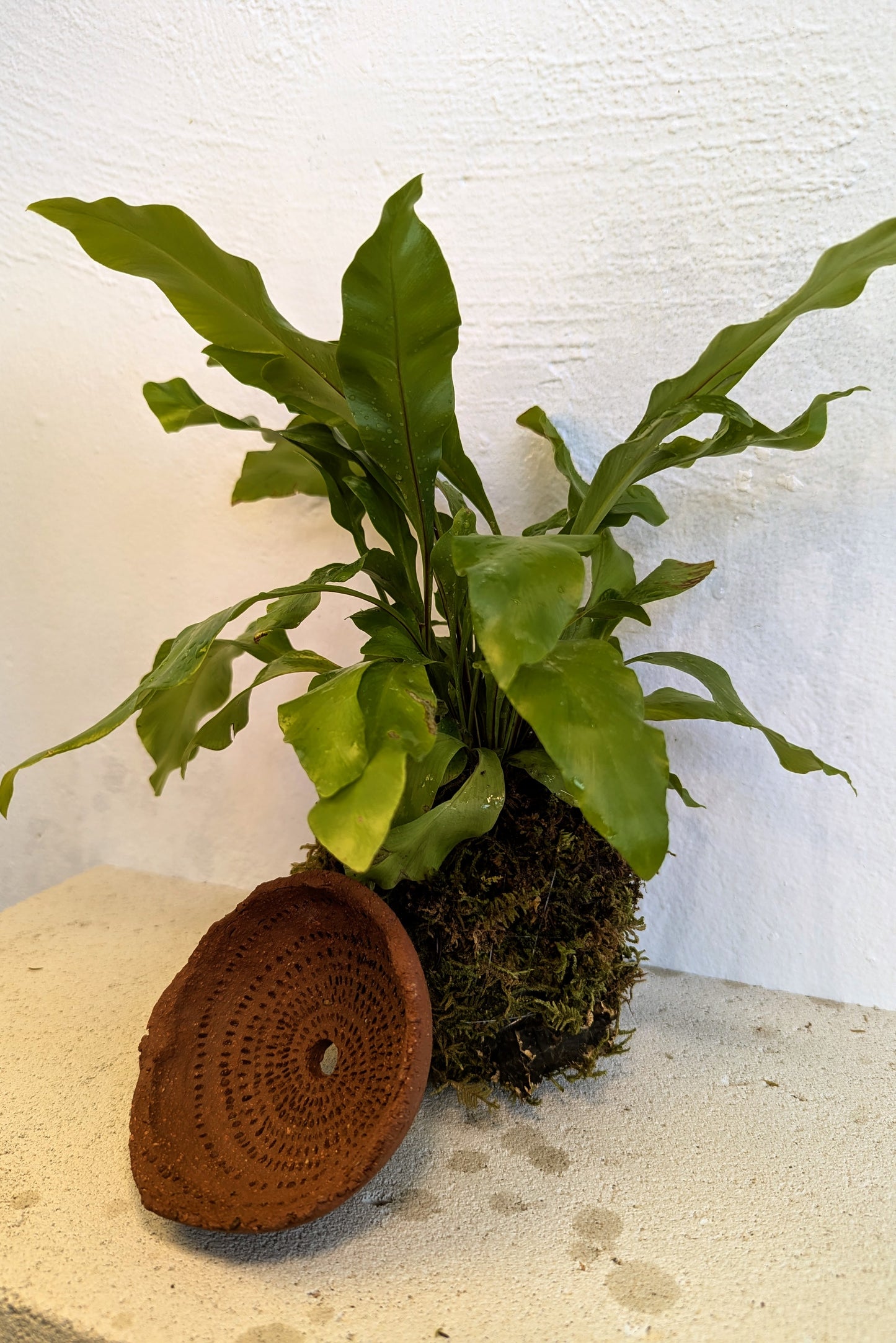 Kokedama Asplenium Nidus & Κεραμικό Πιάτο