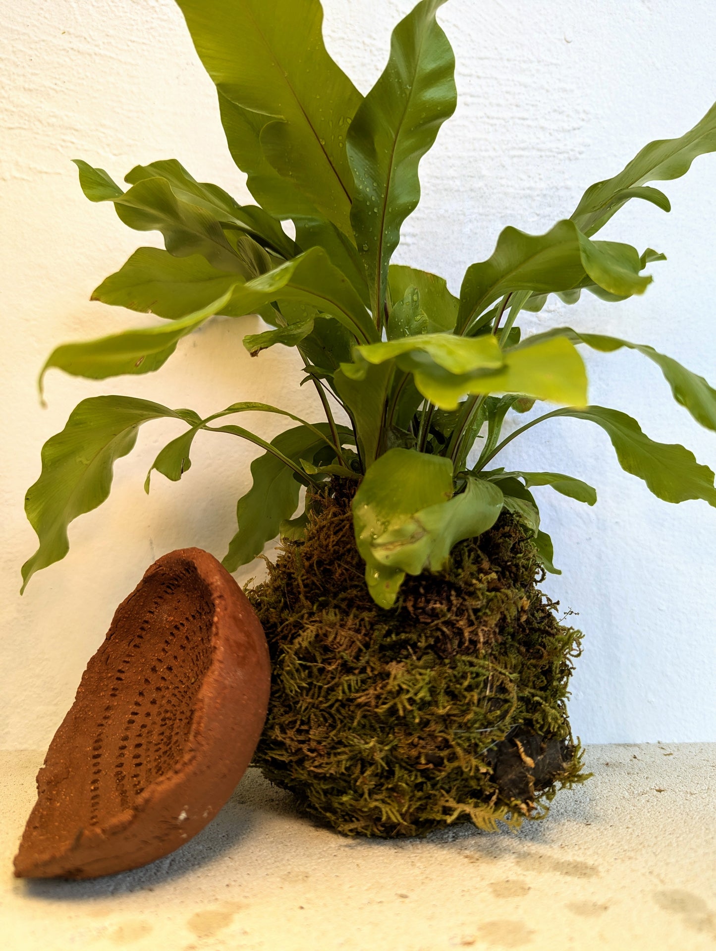 Kokedama Asplenium Nidus & Κεραμικό Πιάτο