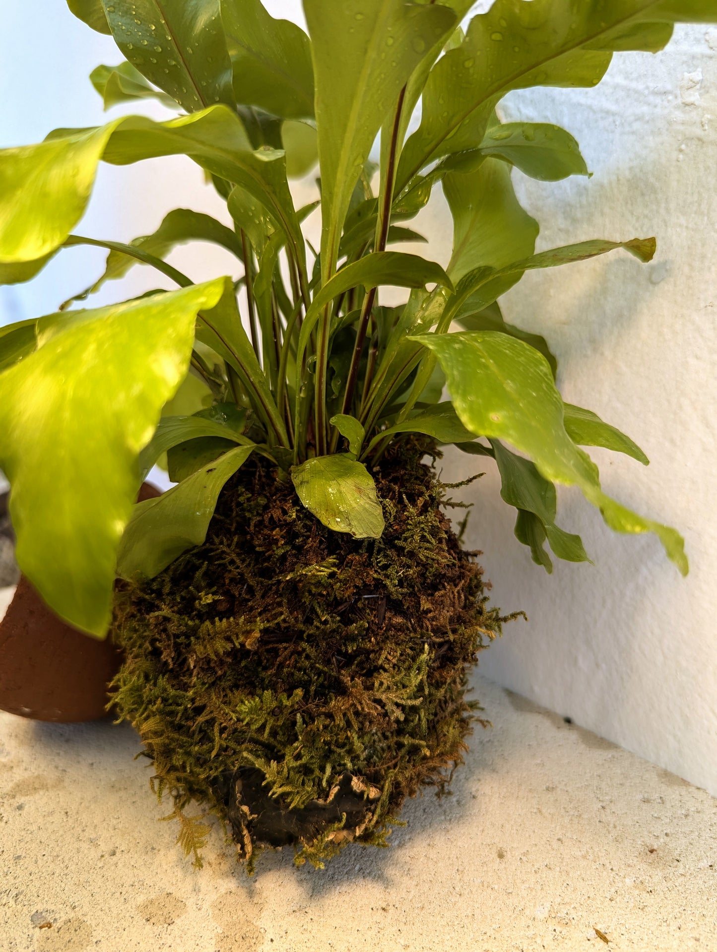 Kokedama Asplenium Nidus & Κεραμικό Πιάτο