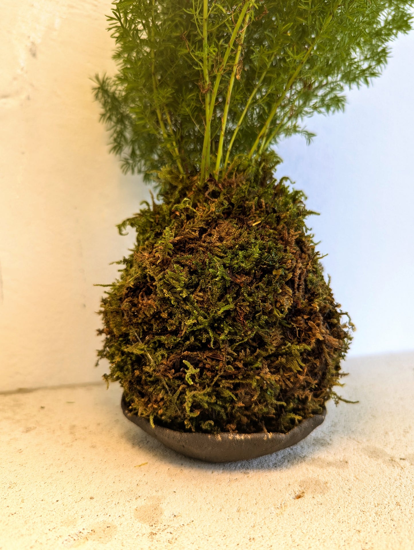 Kokedama Asparagus & Ceramic Plate