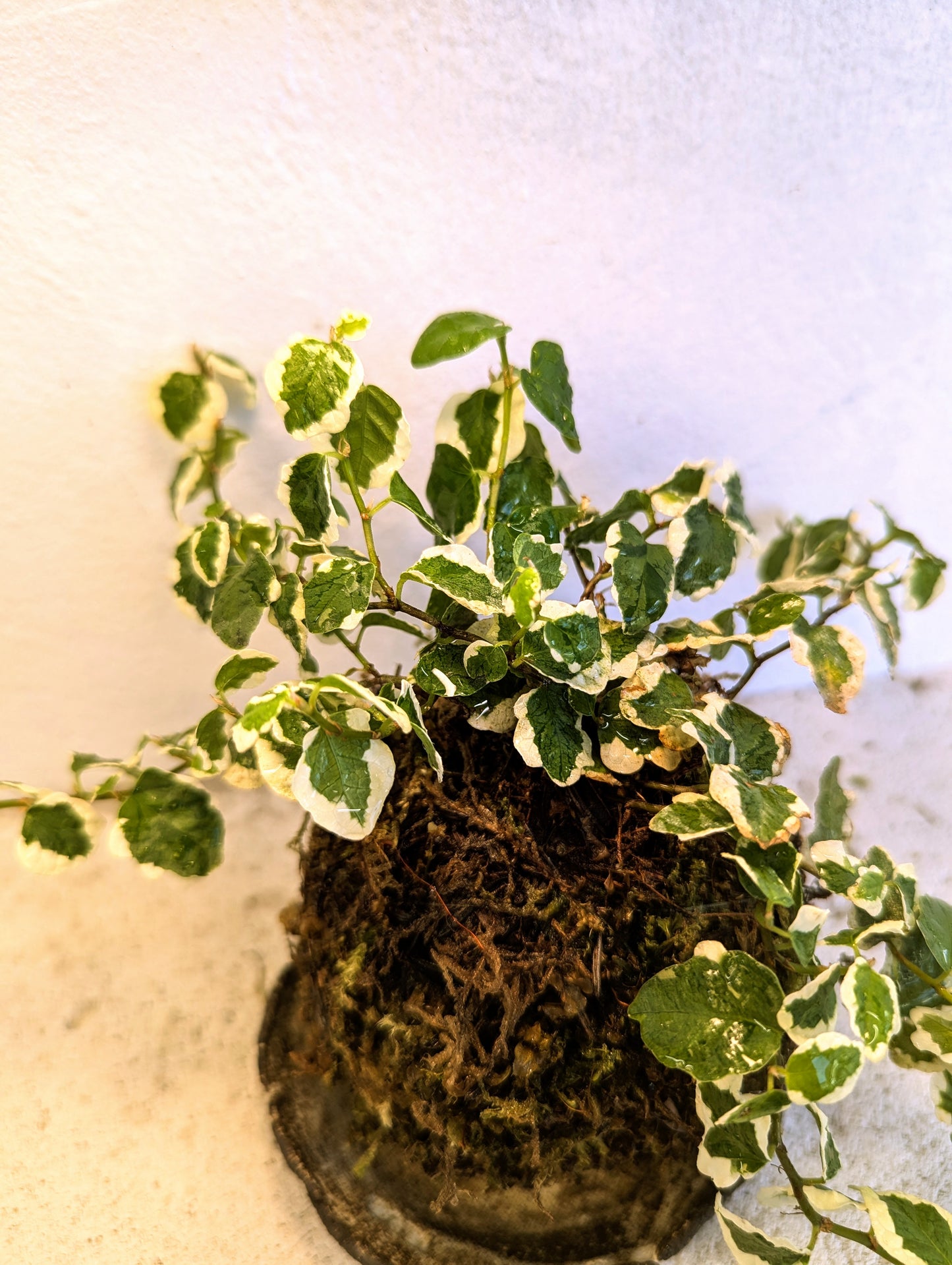 Kokedama Ficus Pumila & Ceramic Plate