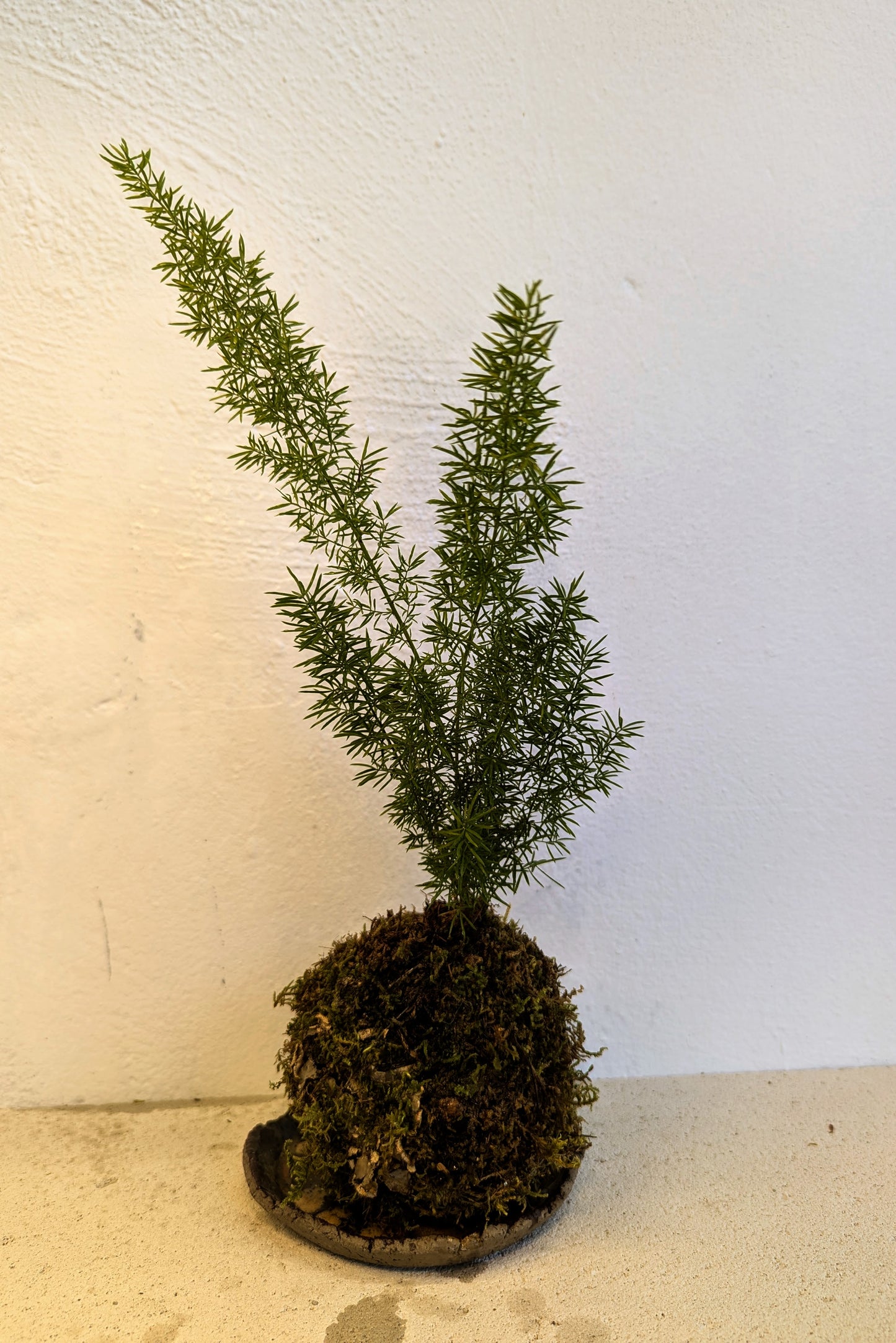 Kokedama Asparagus & Ceramic Plate