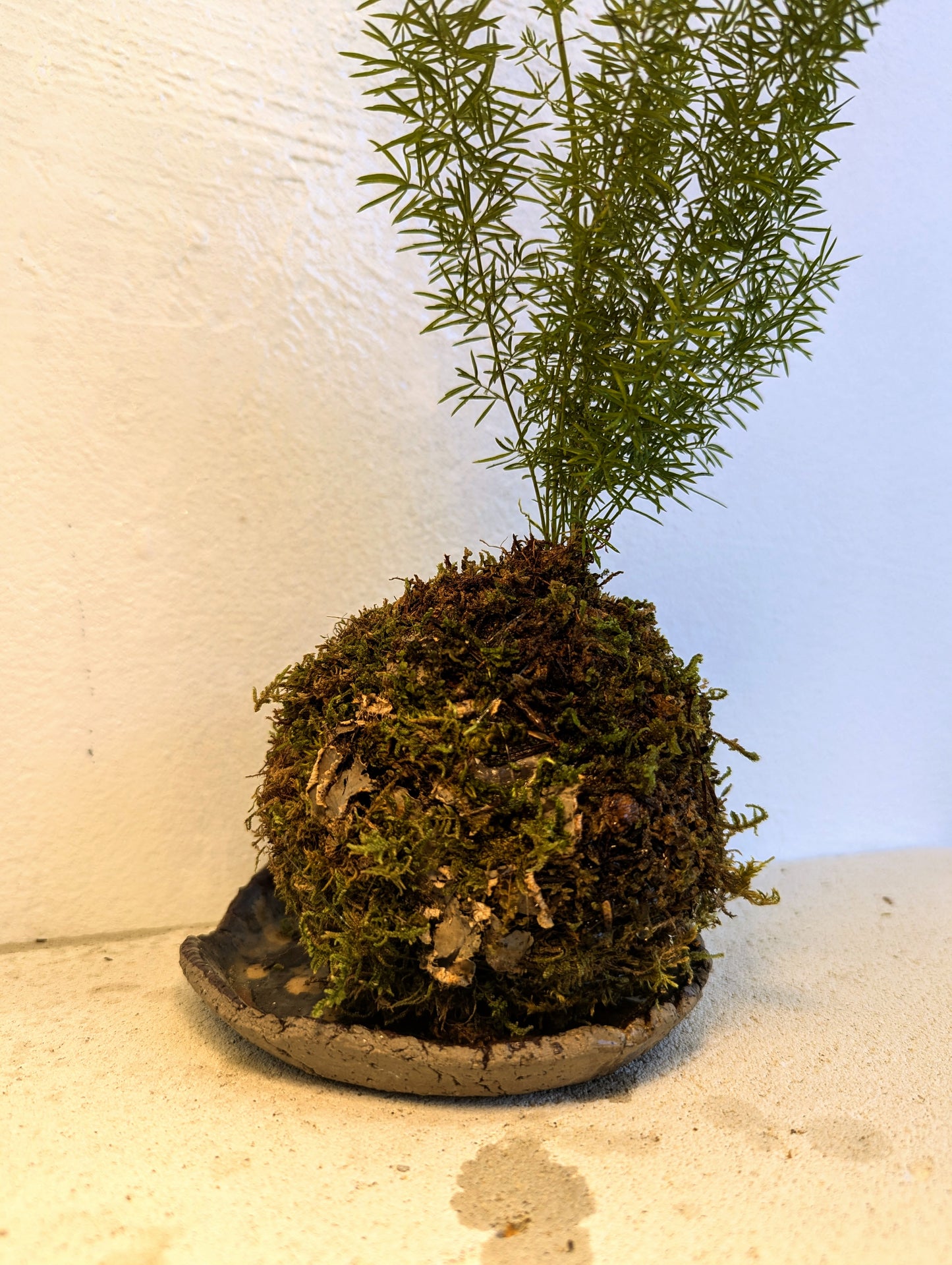 Kokedama Asparagus & Ceramic Plate