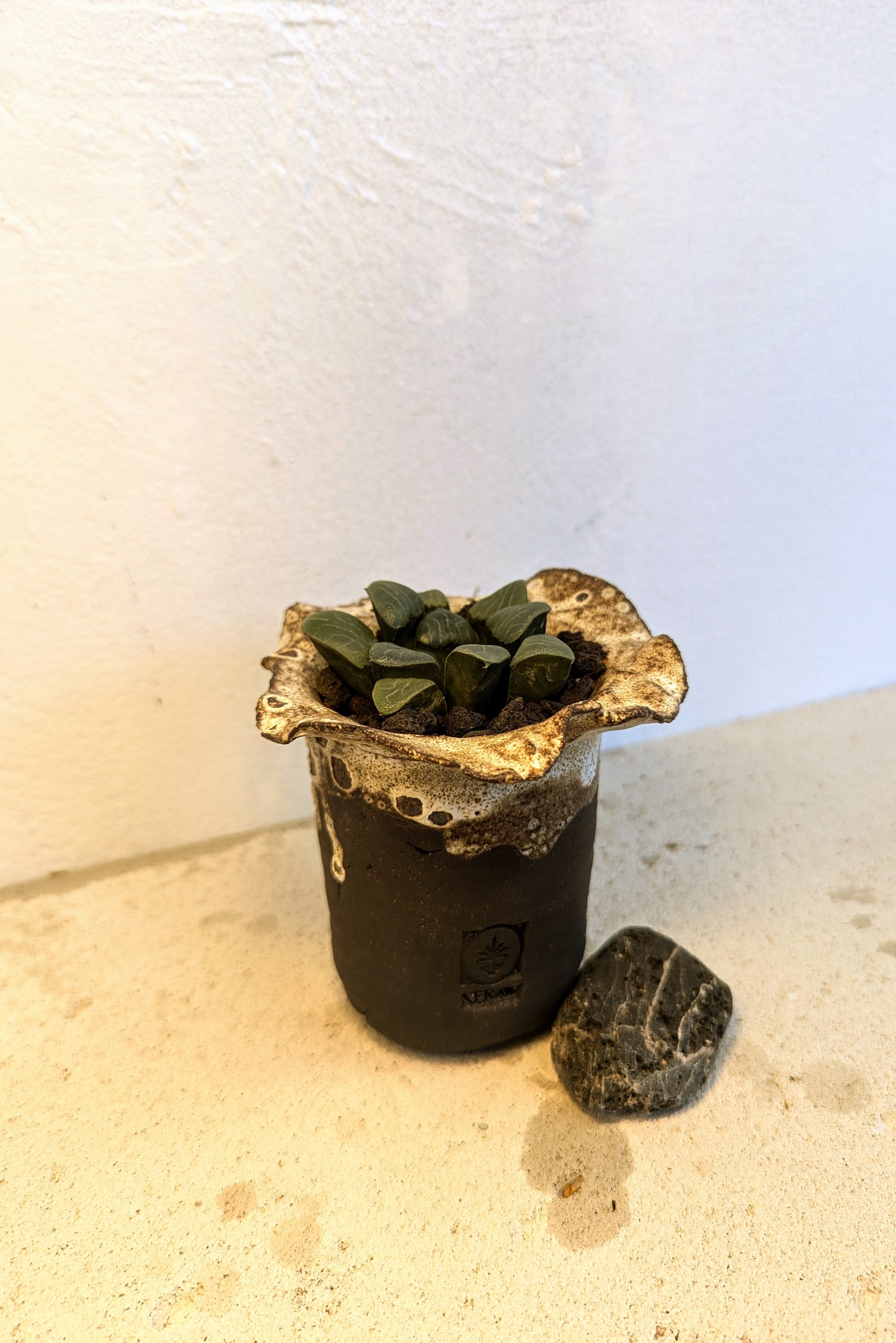 Haworthia Bayeri 'Auspicous Clouds'