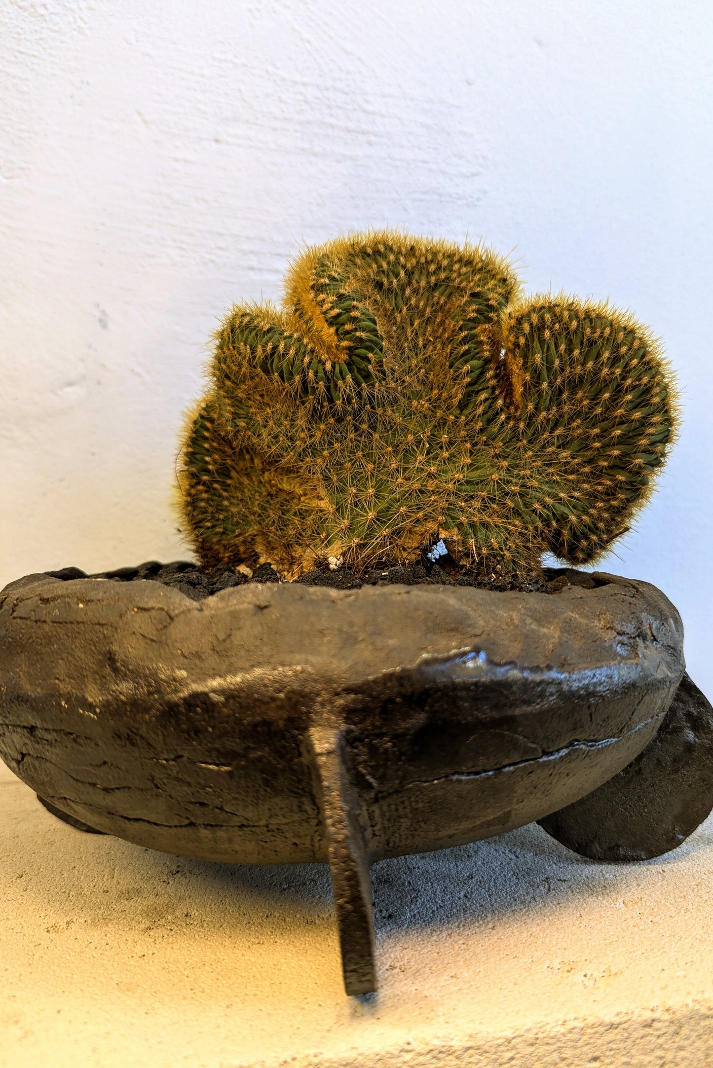 Echinocactus Cristata Large