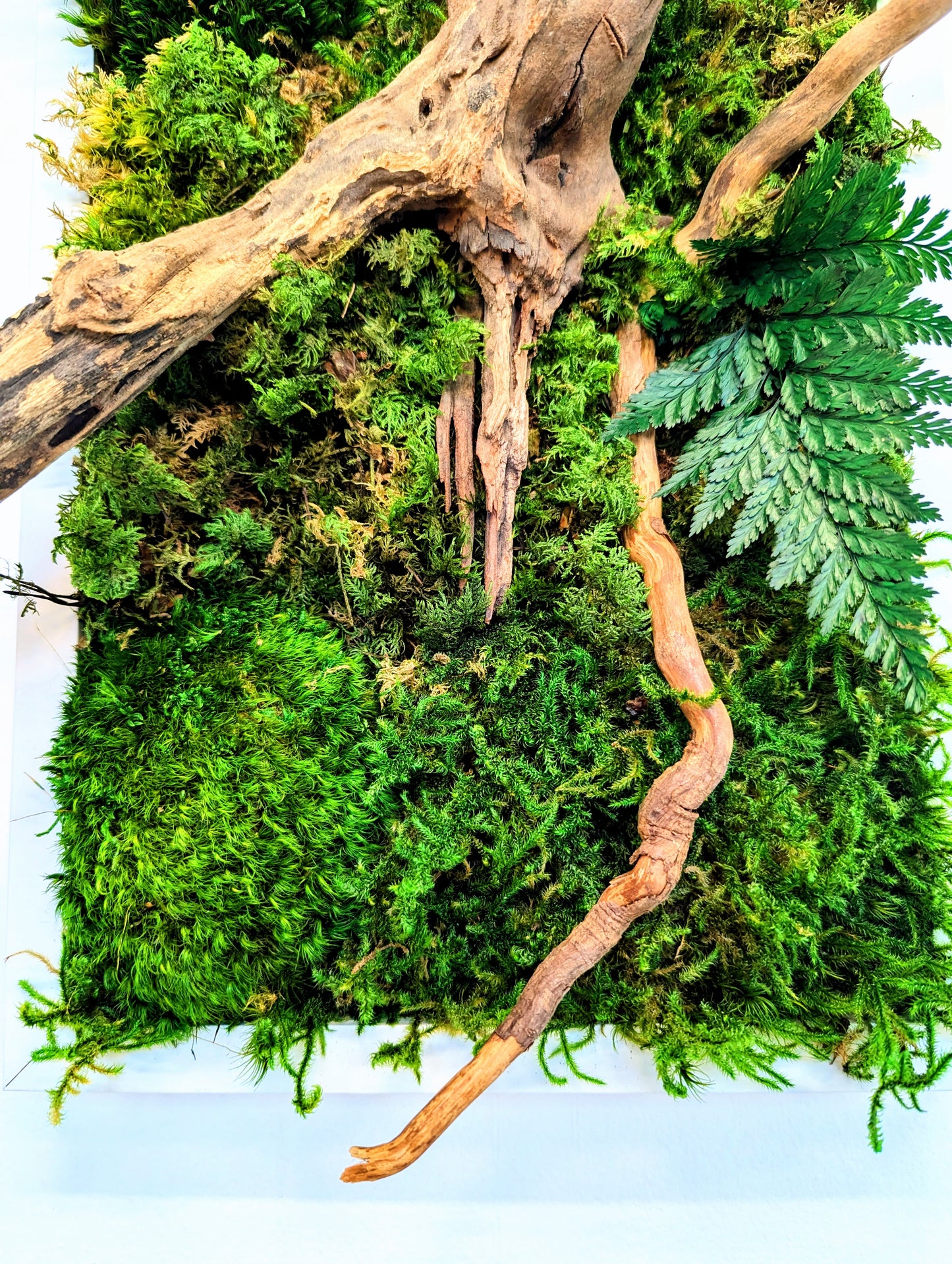 Botanical Frame: Forest Roots