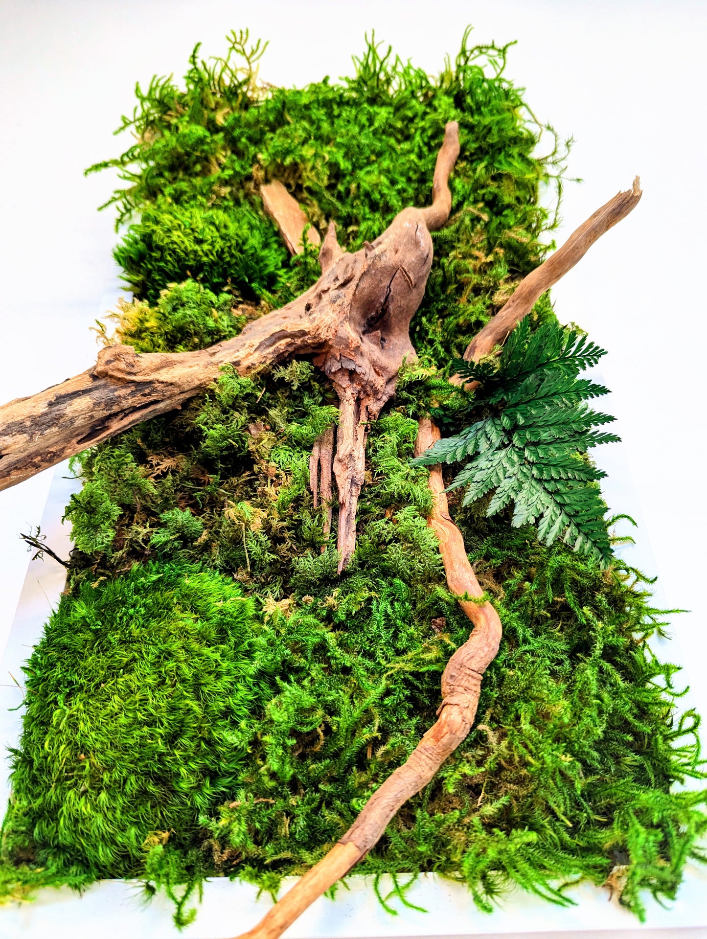 Botanical Frame: Forest Roots