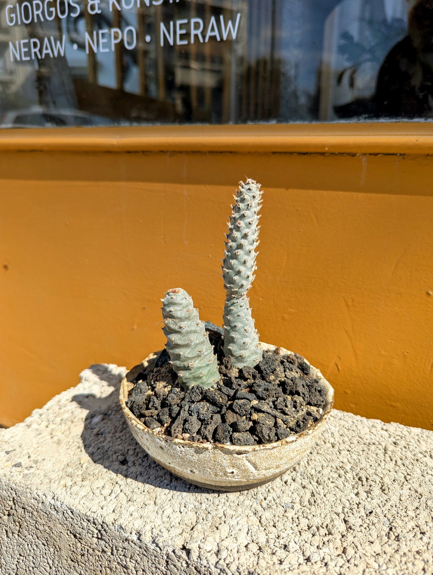 Tephrocactus Articulatus Strobiliformis