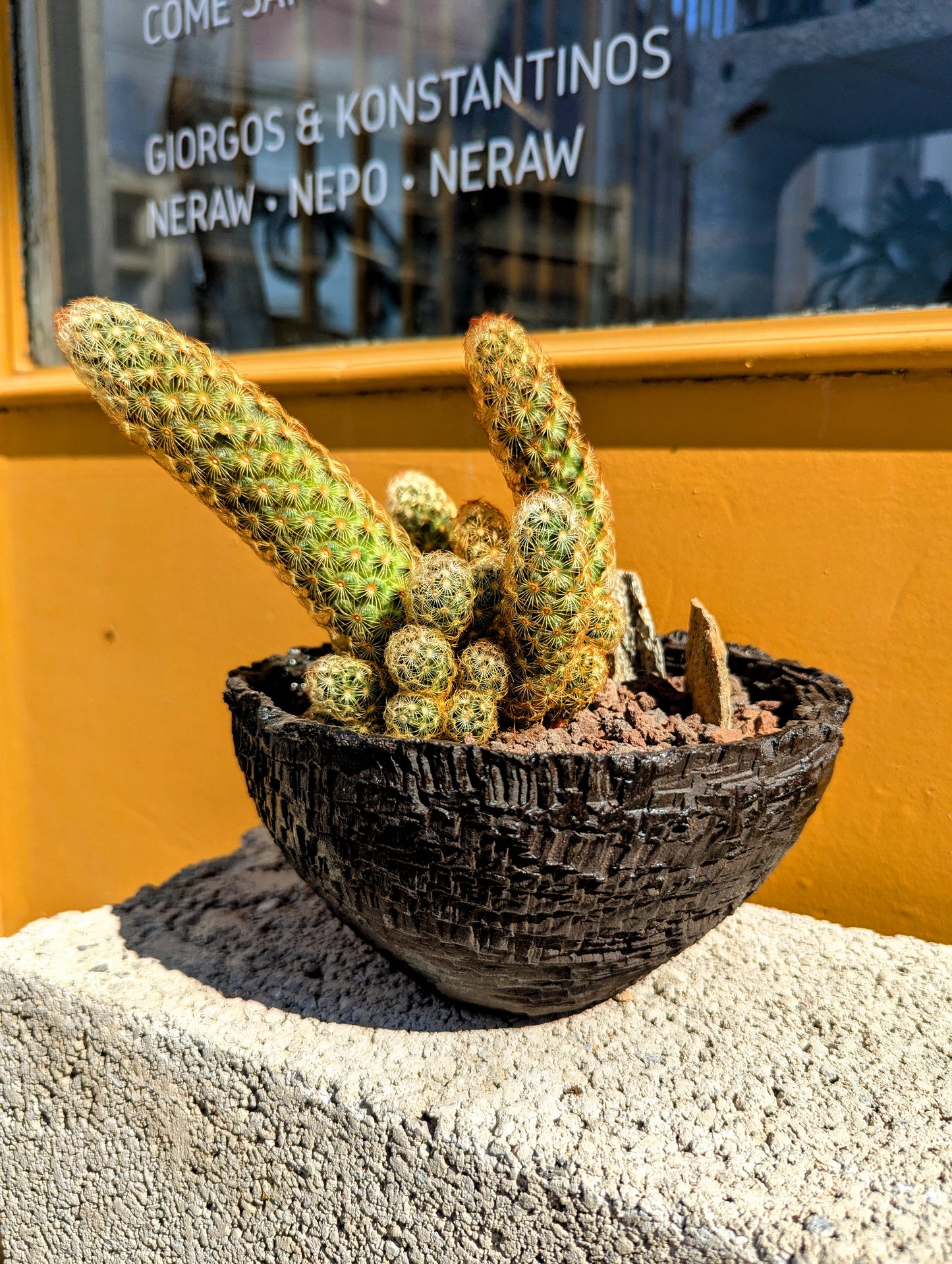 Mammillaria Elongata Red