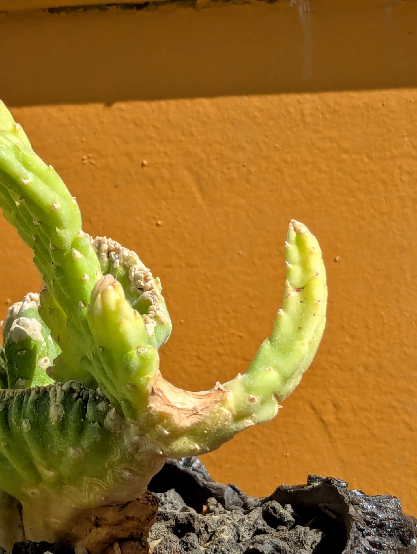 Stapelia Leendertziae Cristata