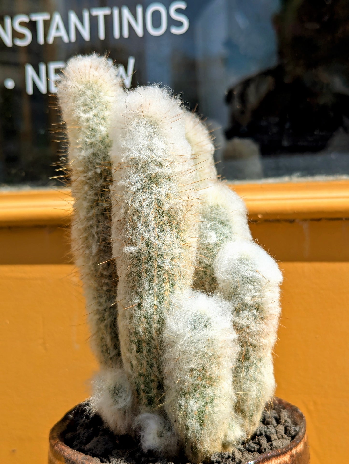 Cleistocactus Strausii