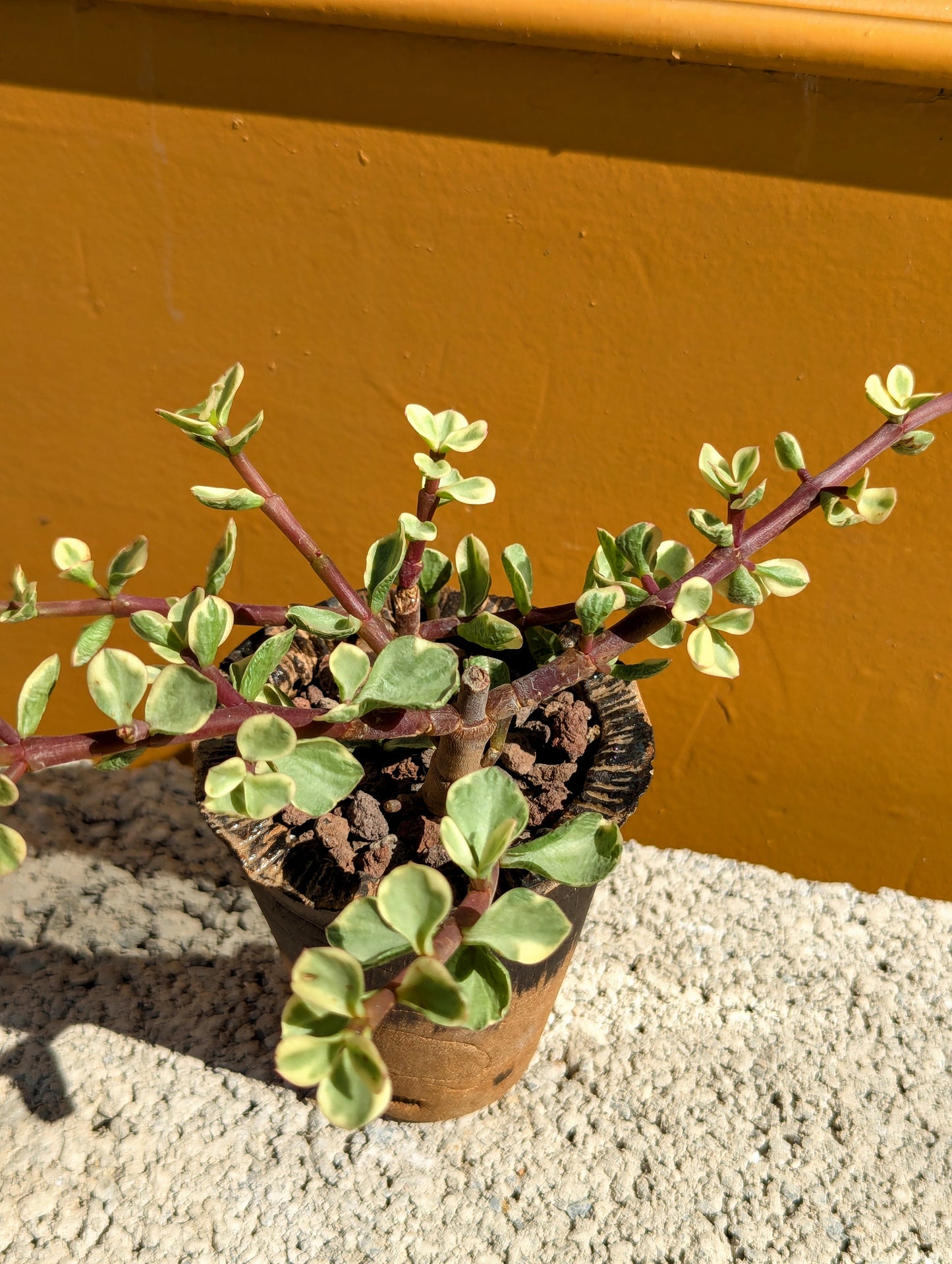 Portulacaria Afra Variegata