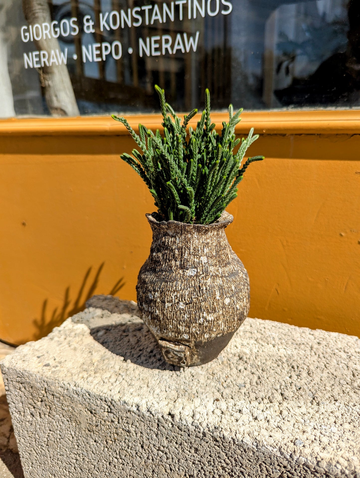 Crassula Lycopodioides