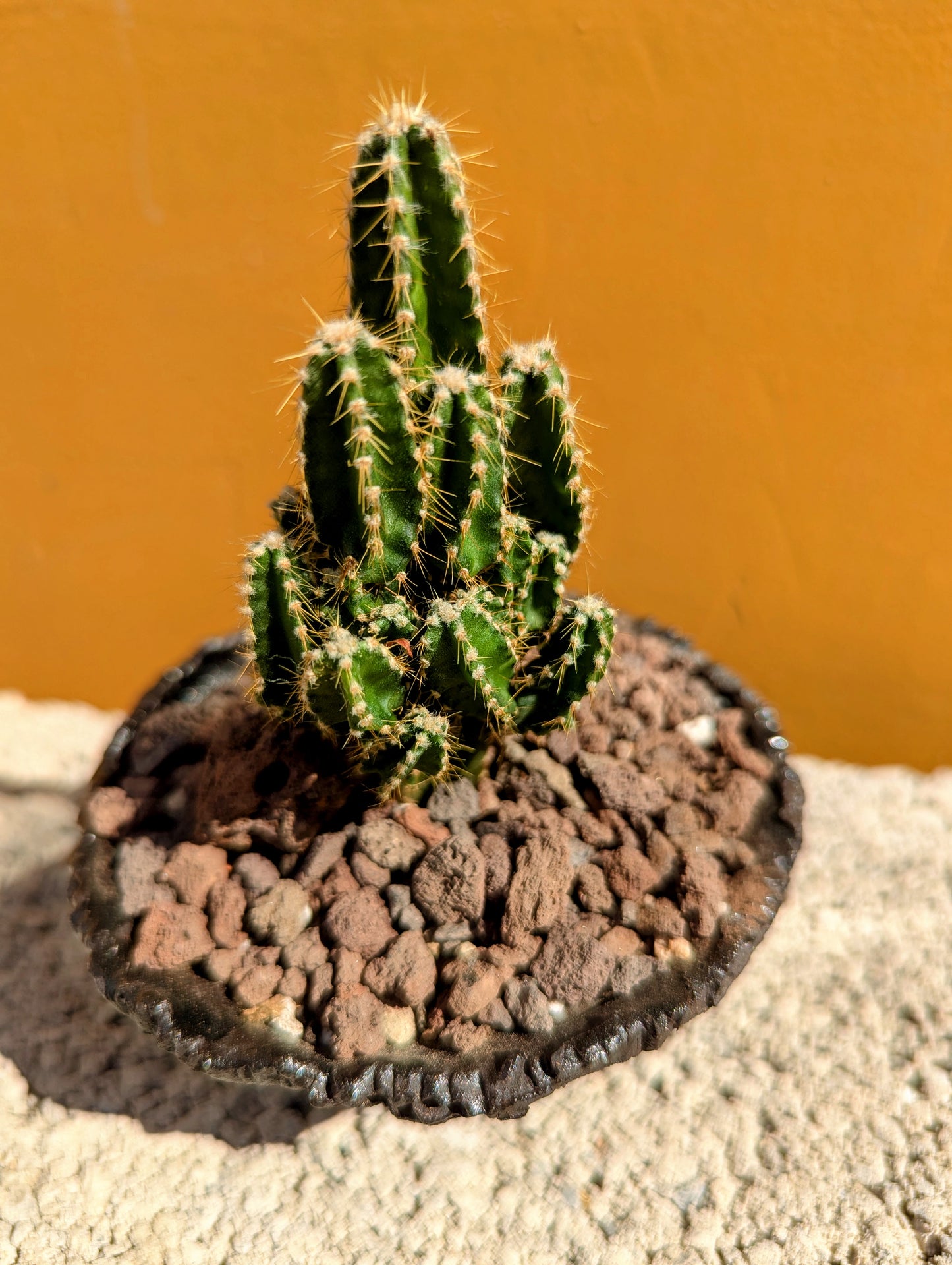 Cereus Peruvianus Paolina