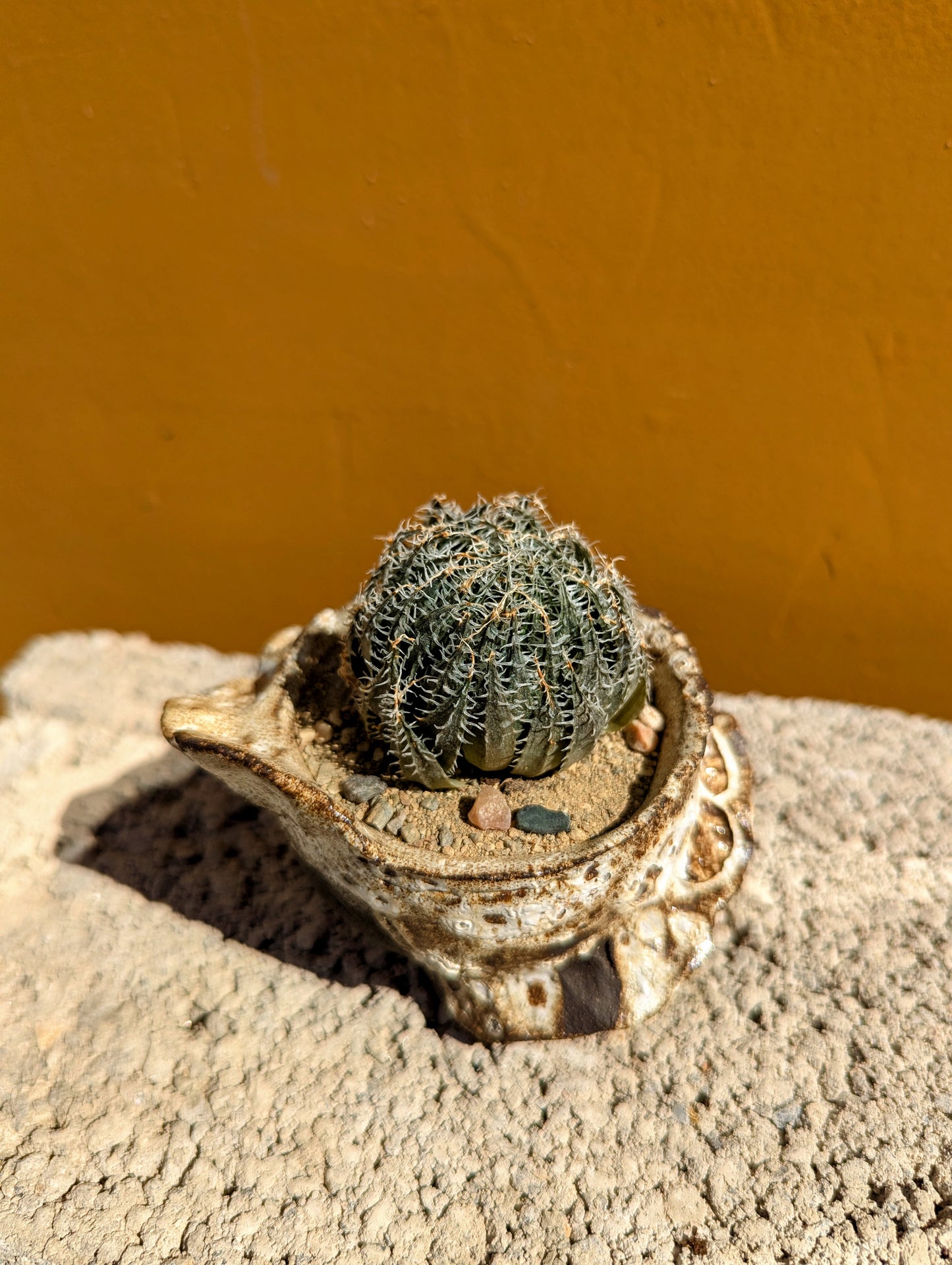 Haworthia Arachnoidea