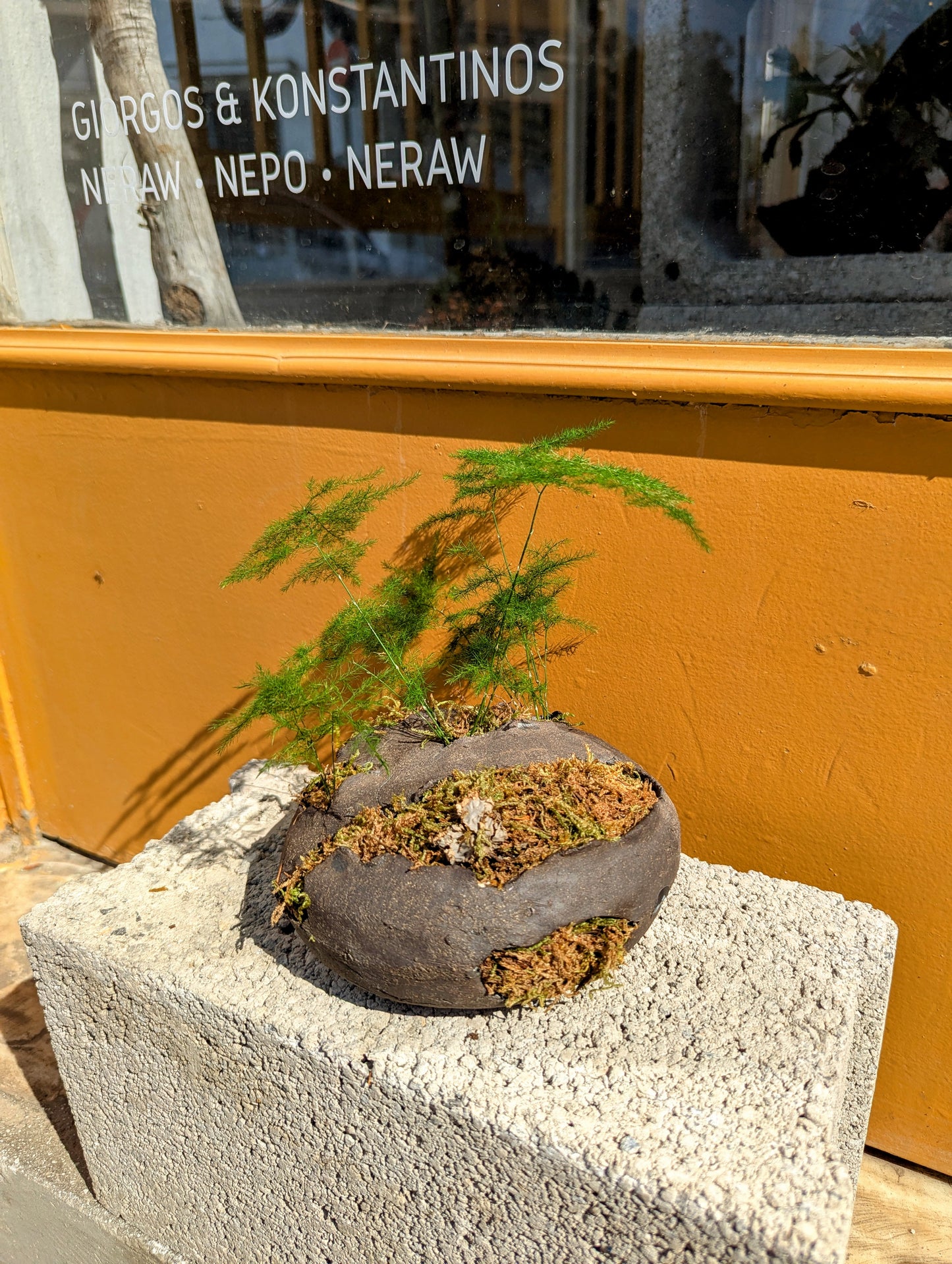 Asparagus Seteceus Fern