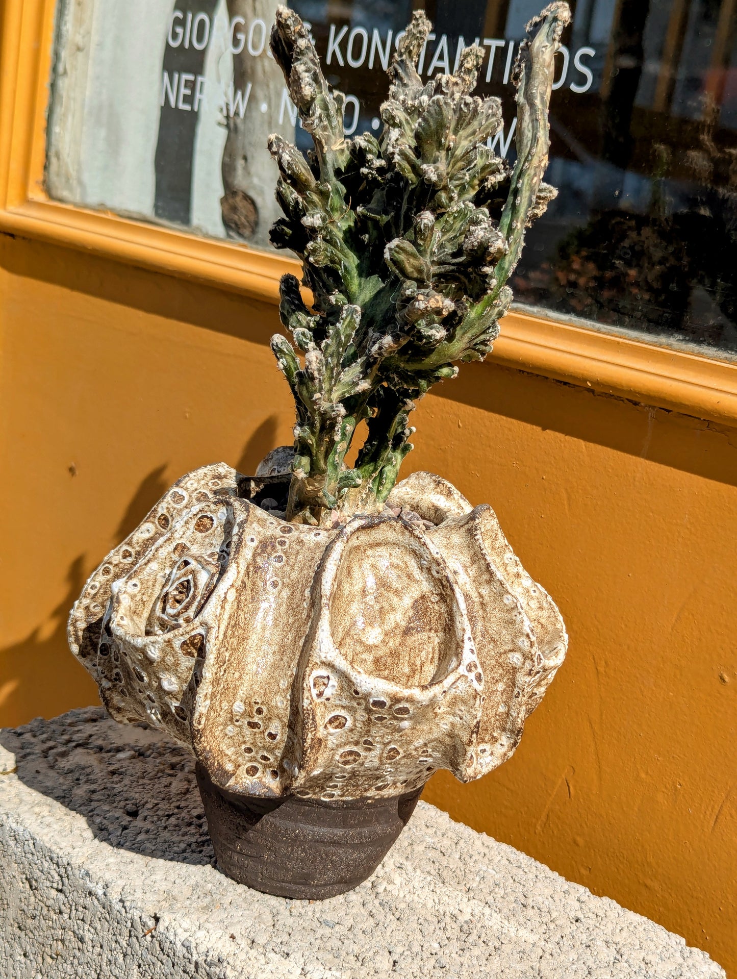 Monvillea Spegazzinii Cristata