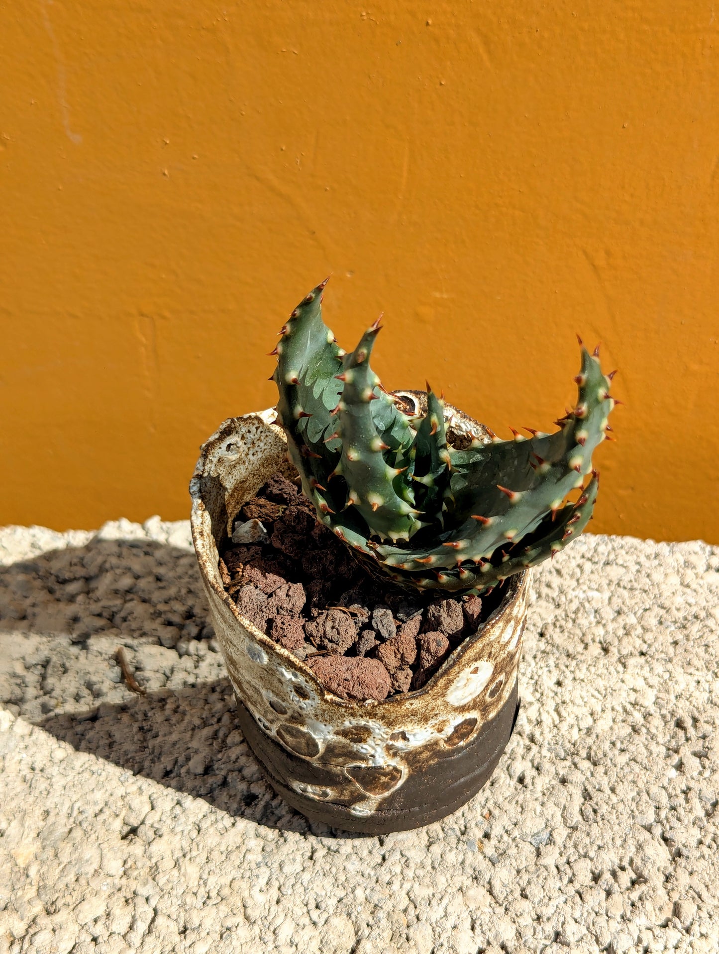 Aloe Aculeata