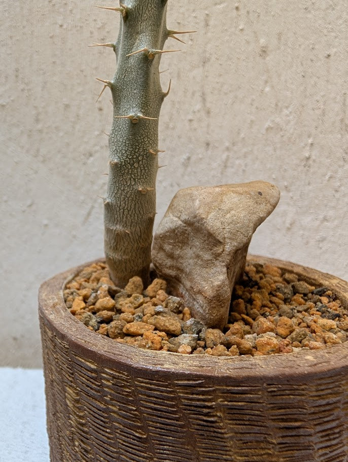 Pachypodium Rosulatum