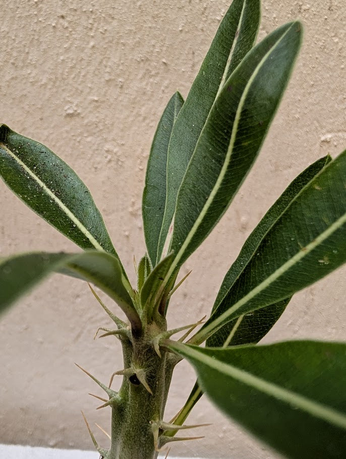 Pachypodium Rosulatum