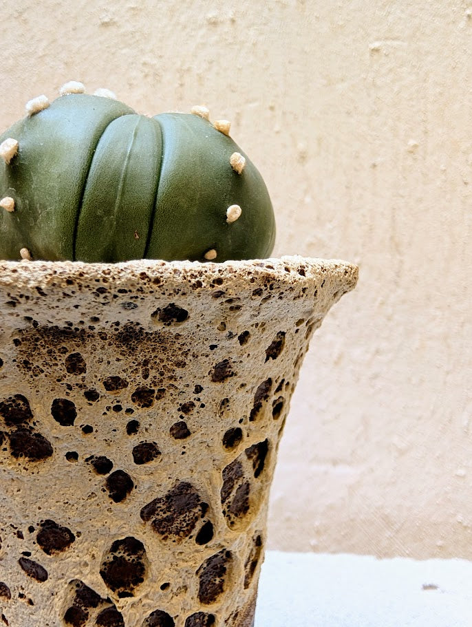 Astrophytum Asterias 8-Rib Star Shape