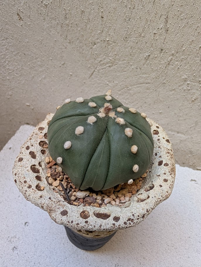 Astrophytum Asterias 8-Rib Star Shape