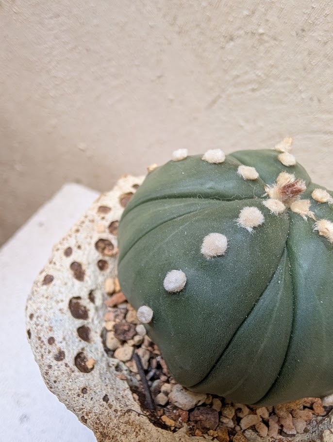 Astrophytum Asterias 8-Rib Star Shape