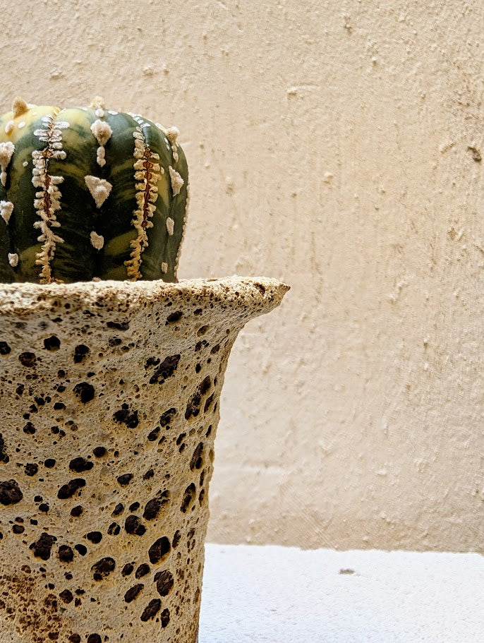 Astrophytum Asterias Marble