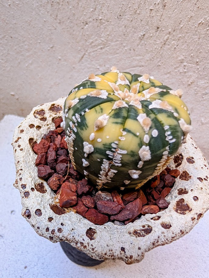 Astrophytum Asterias Marble